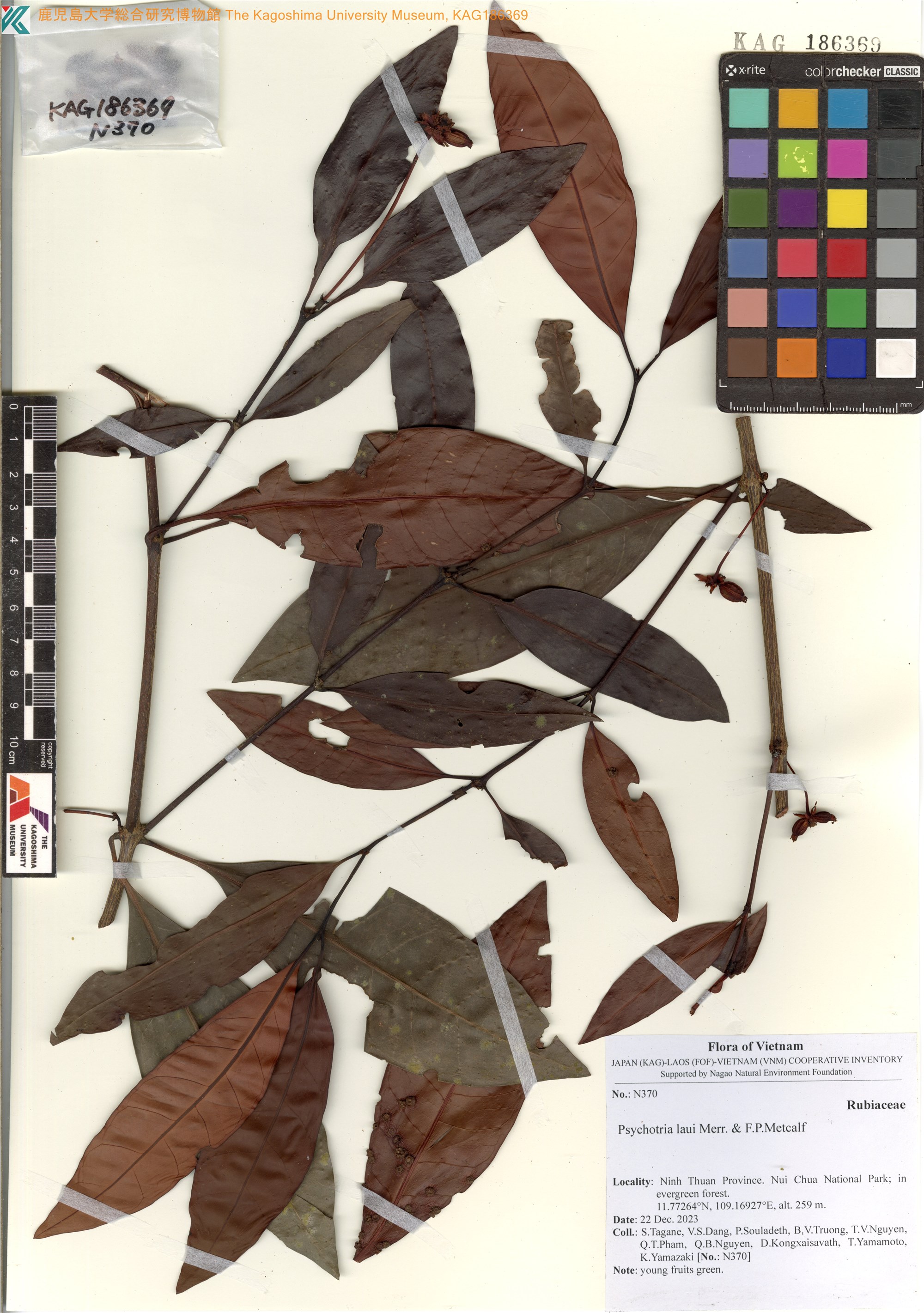 Psychotria laui (Psychotria laui)