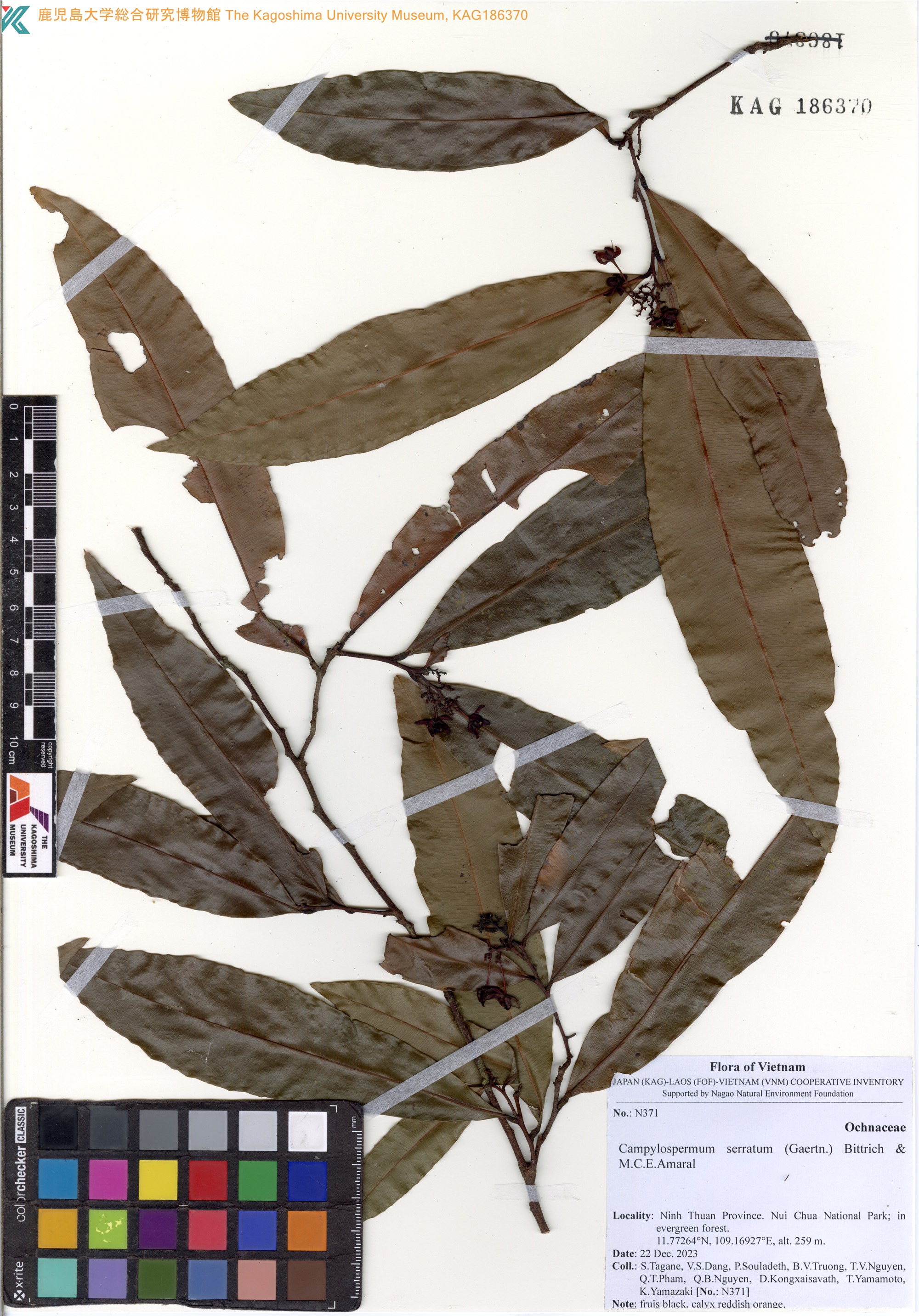Gomphia serrata (Gomphia serrata)