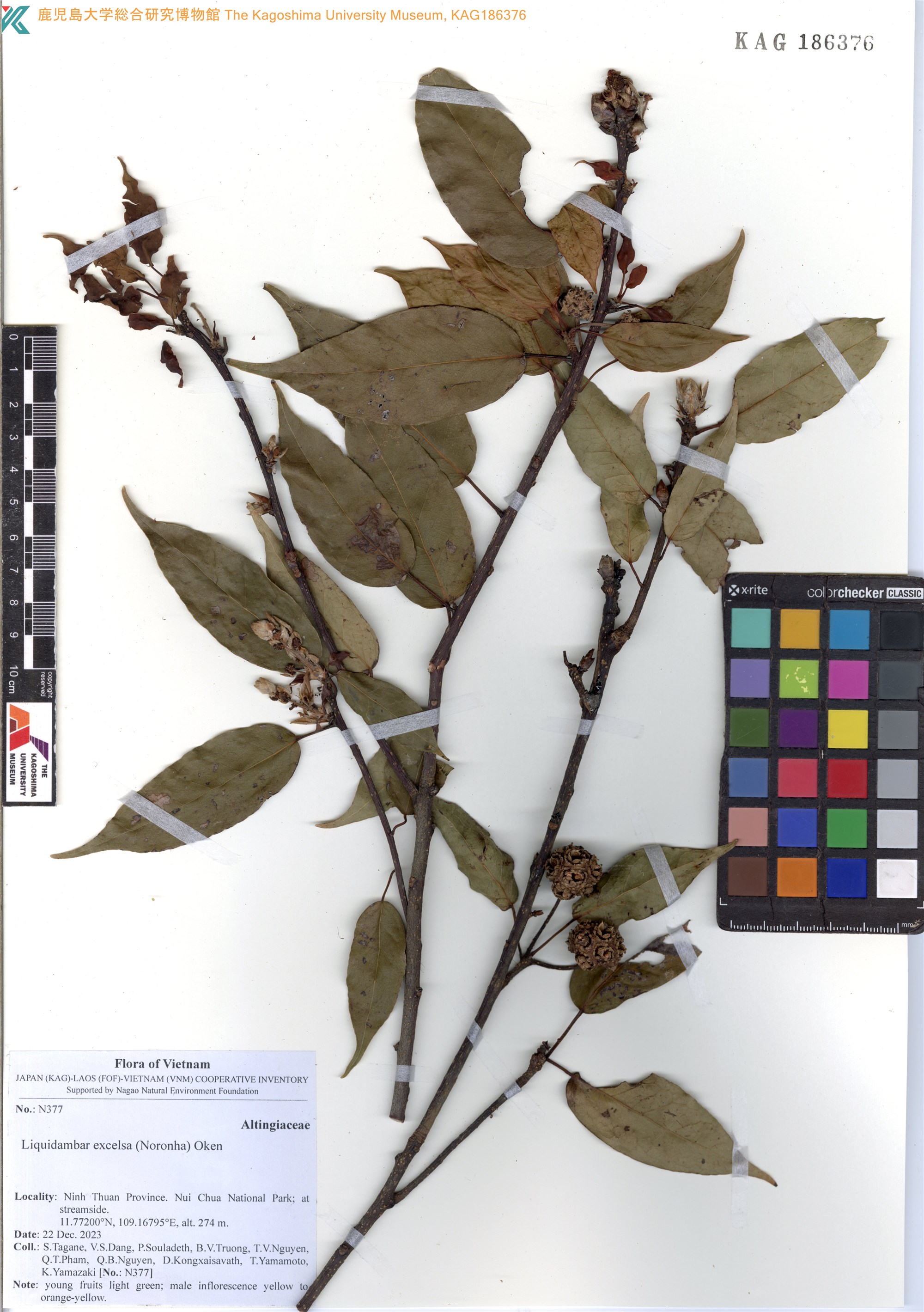 Liquidambar excelsa (Liquidambar excelsa)