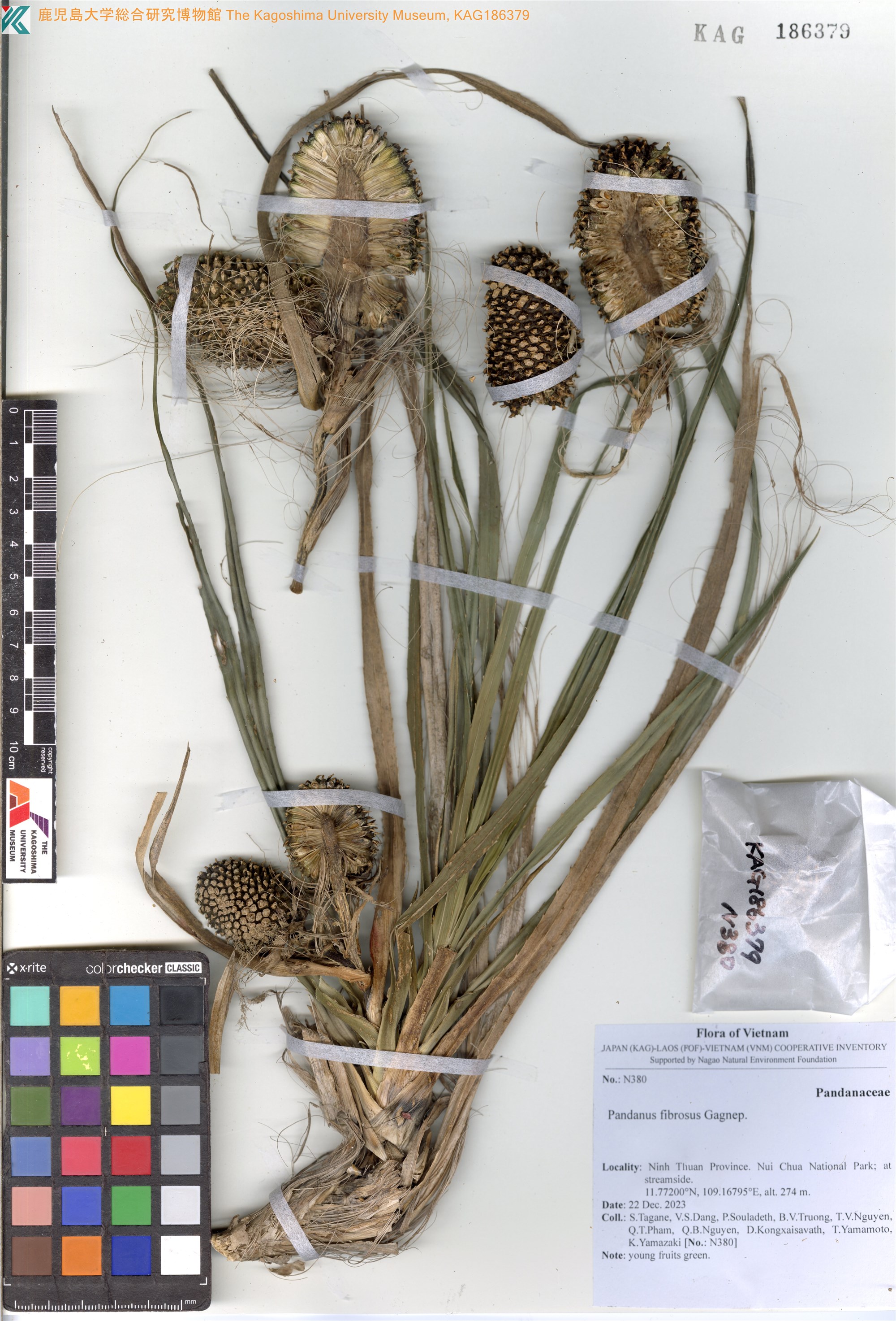 Pandanus fibrosus — ảnh 3