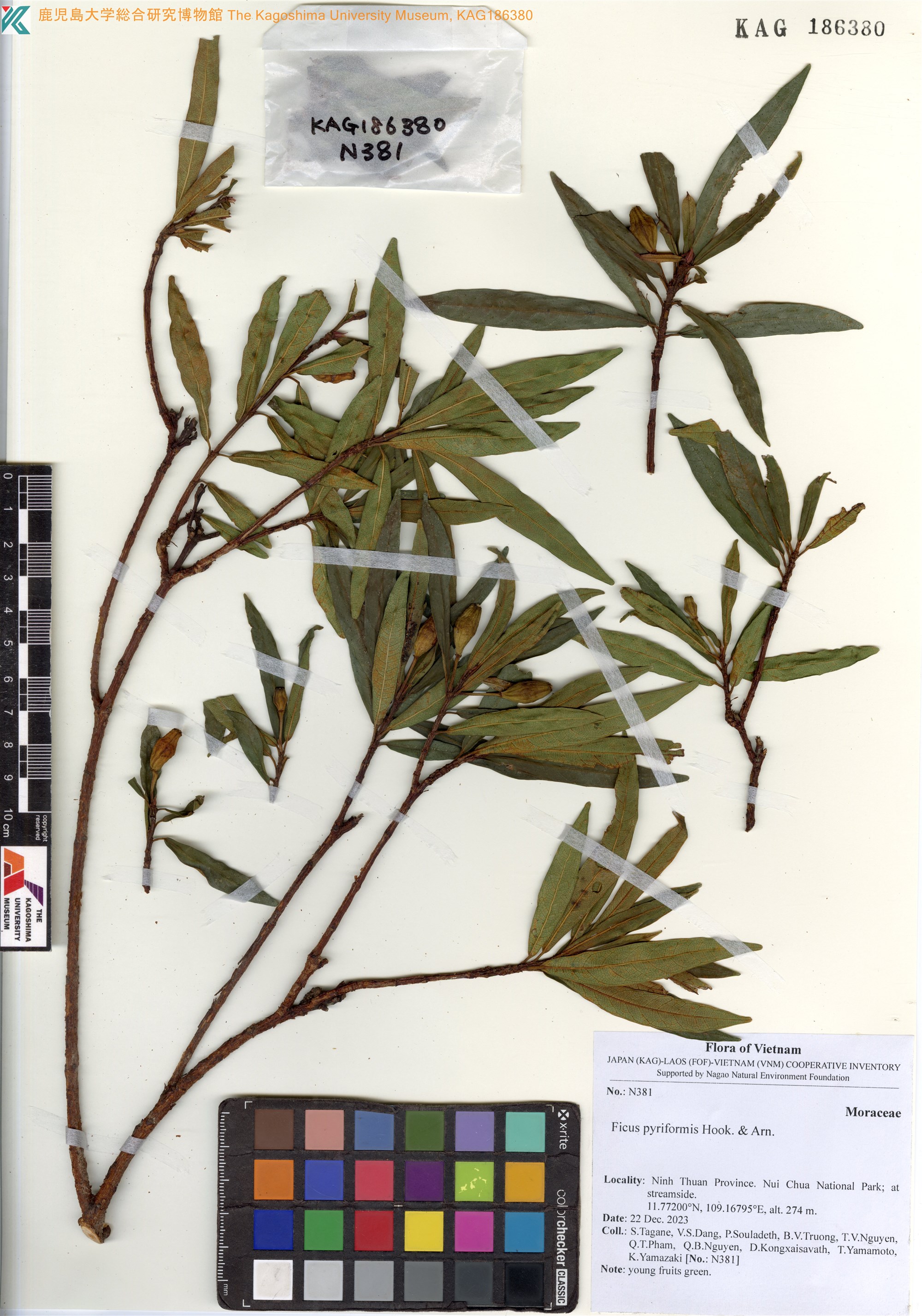 Ficus pyriformis (Ficus pyriformis)