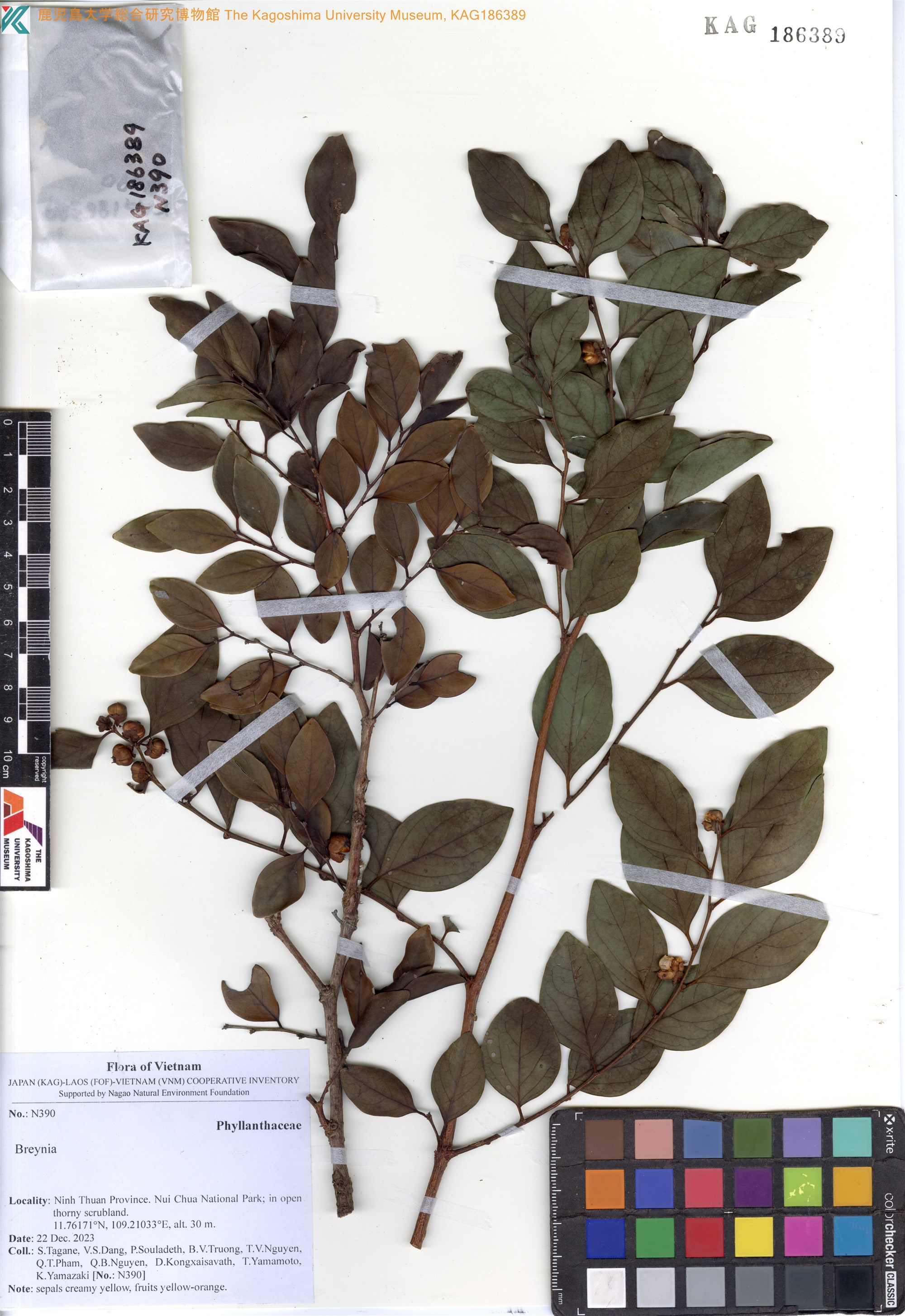 Breynia coriacea — ảnh 2