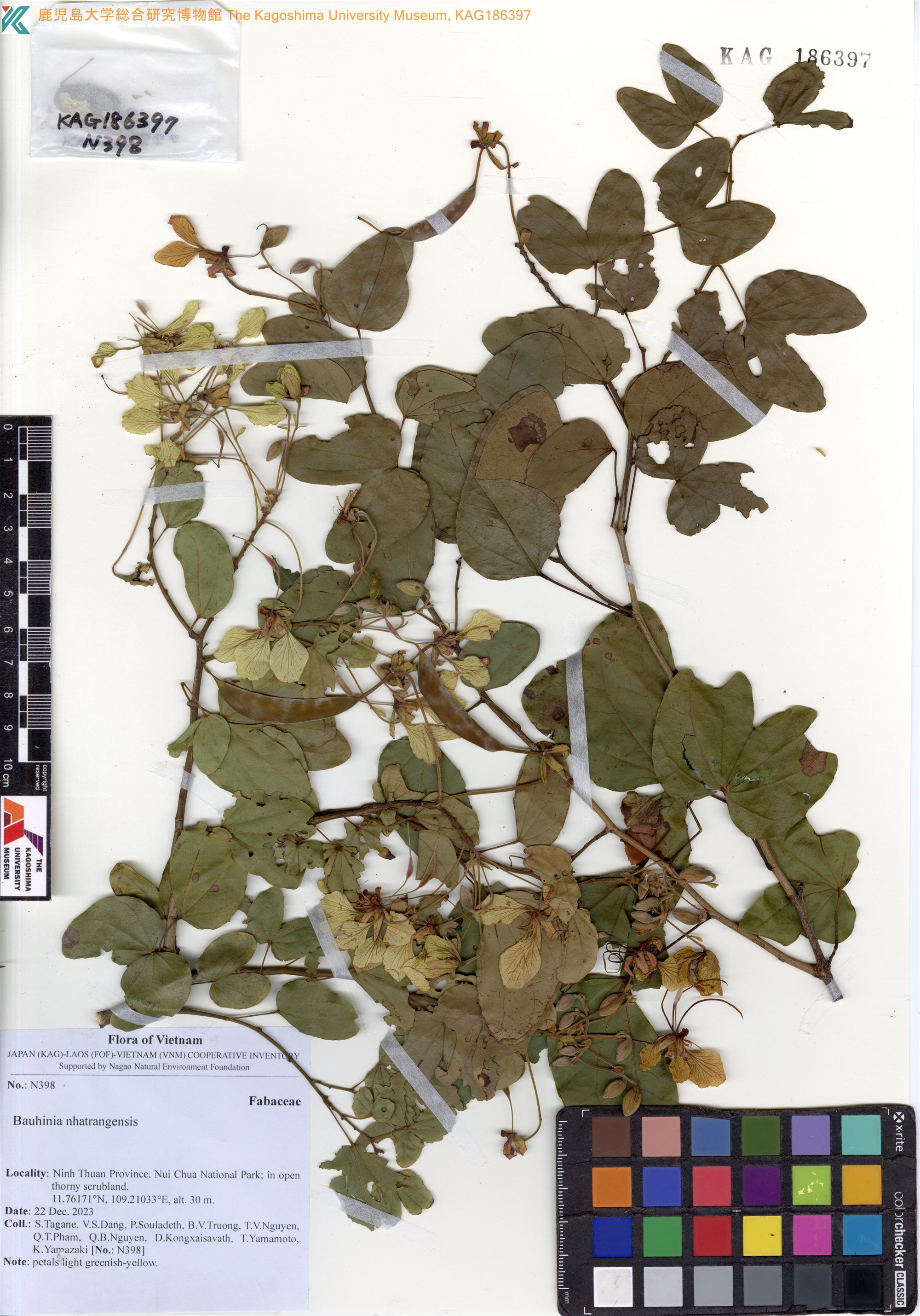 Phanera bracteata — ảnh 3