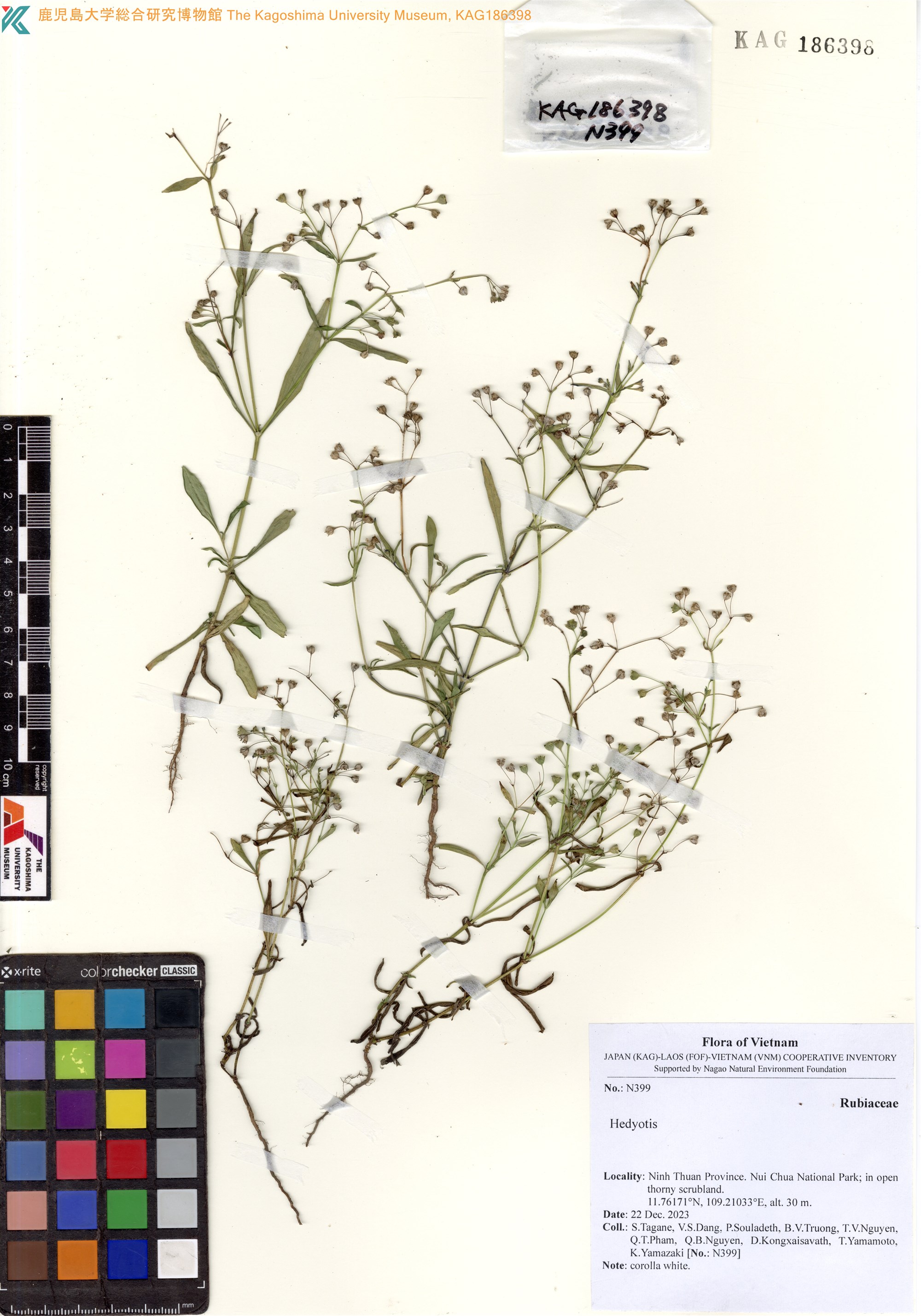 Oldenlandia paniculata (Oldenlandia paniculata)