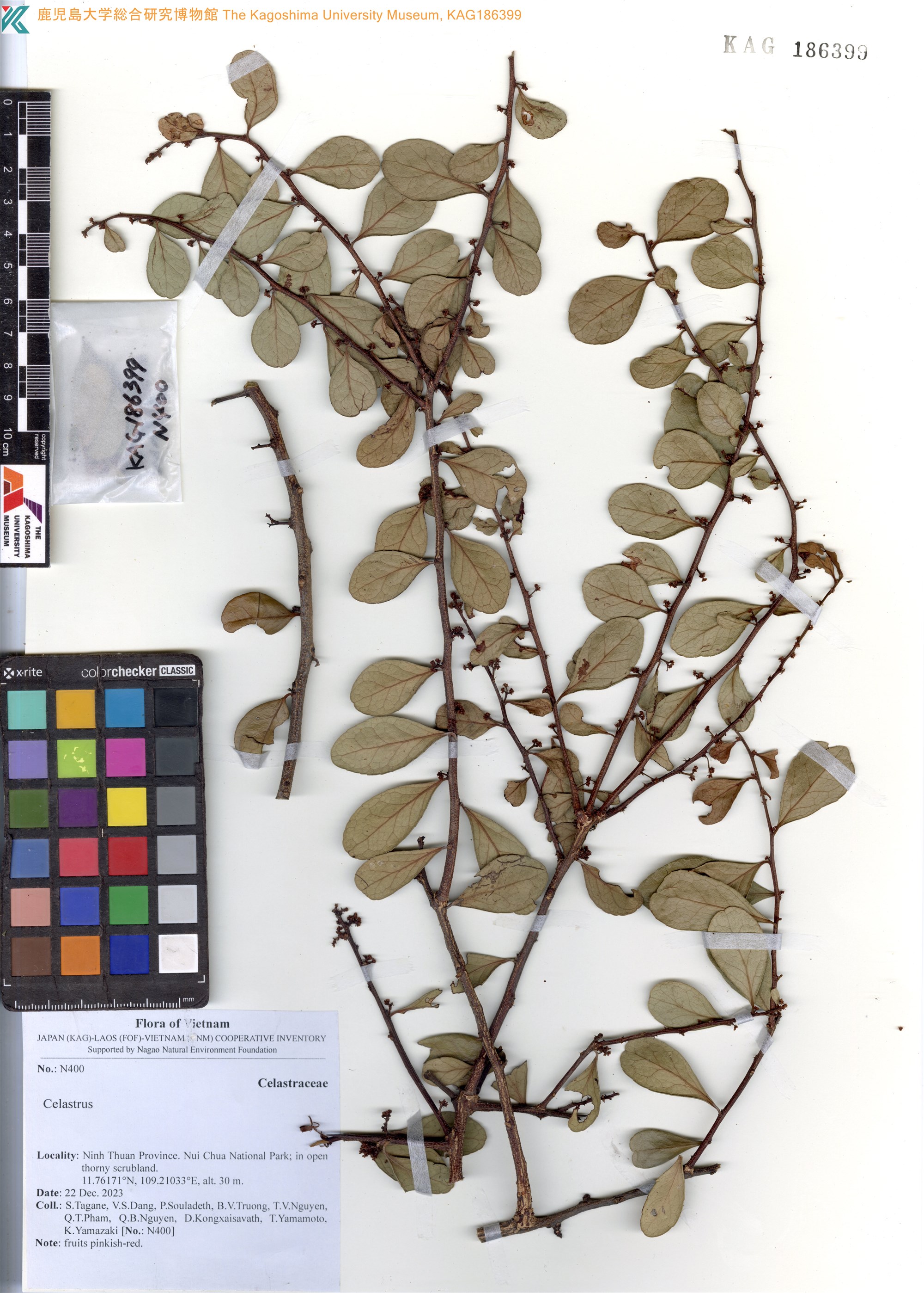 Gymnosporia diversifolia — ảnh 2