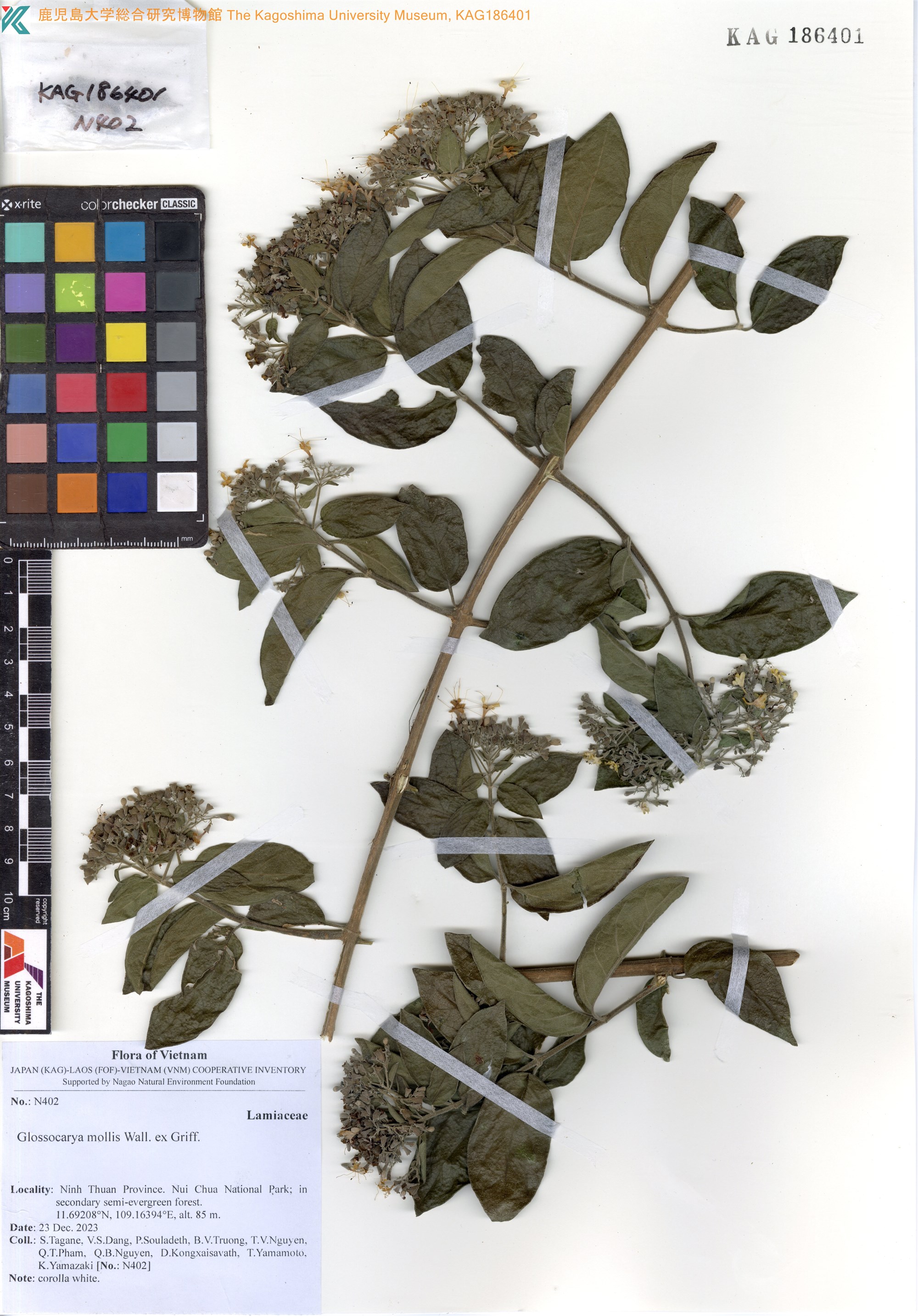 Glossocarya mollis — ảnh 2