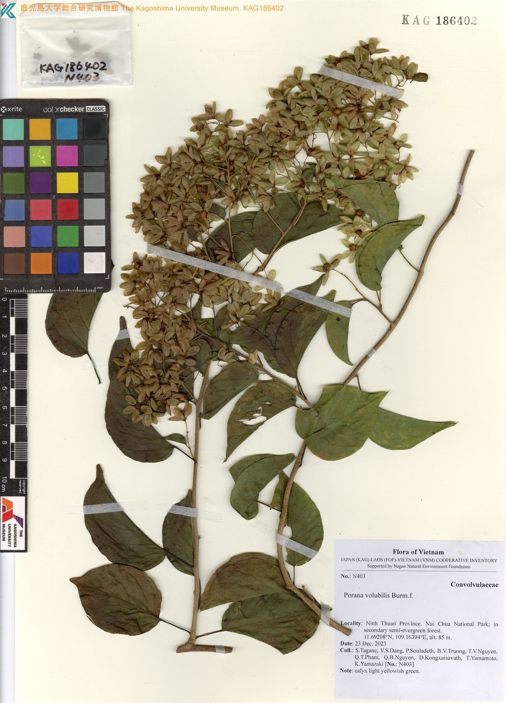 Porana volubilis — ảnh 2