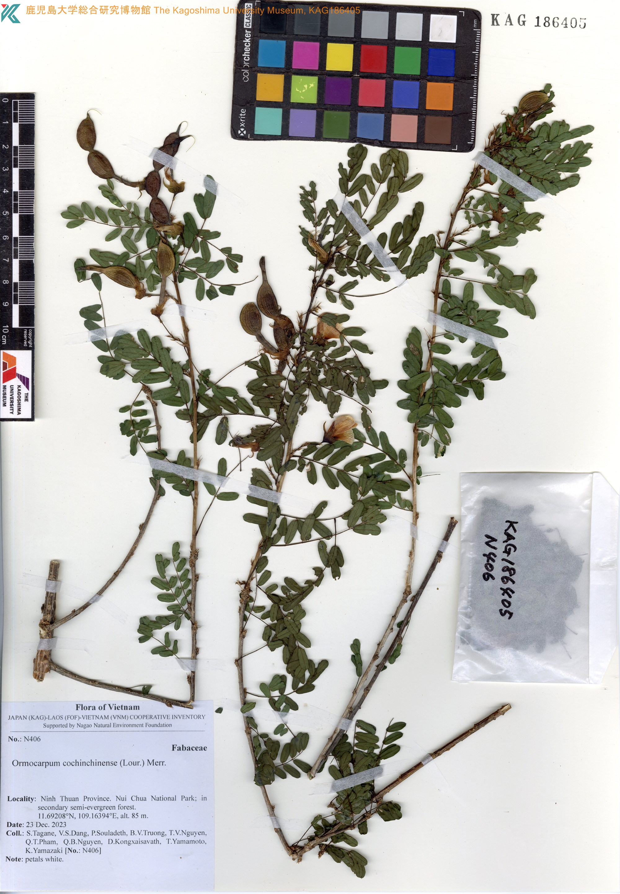 Ormocarpum cochinchinense — ảnh 2