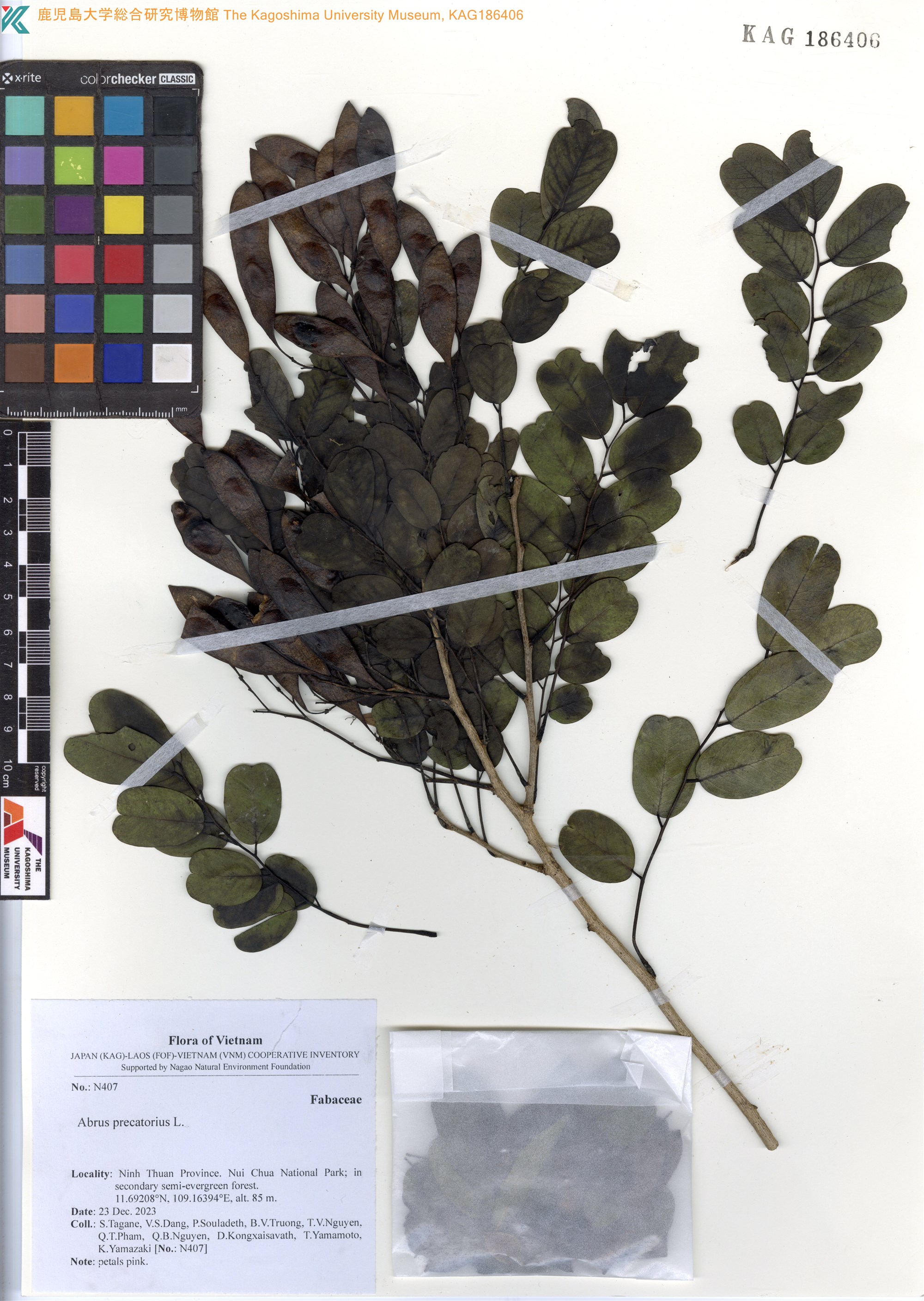 Dalbergia nigrescens (Dalbergia nigrescens)