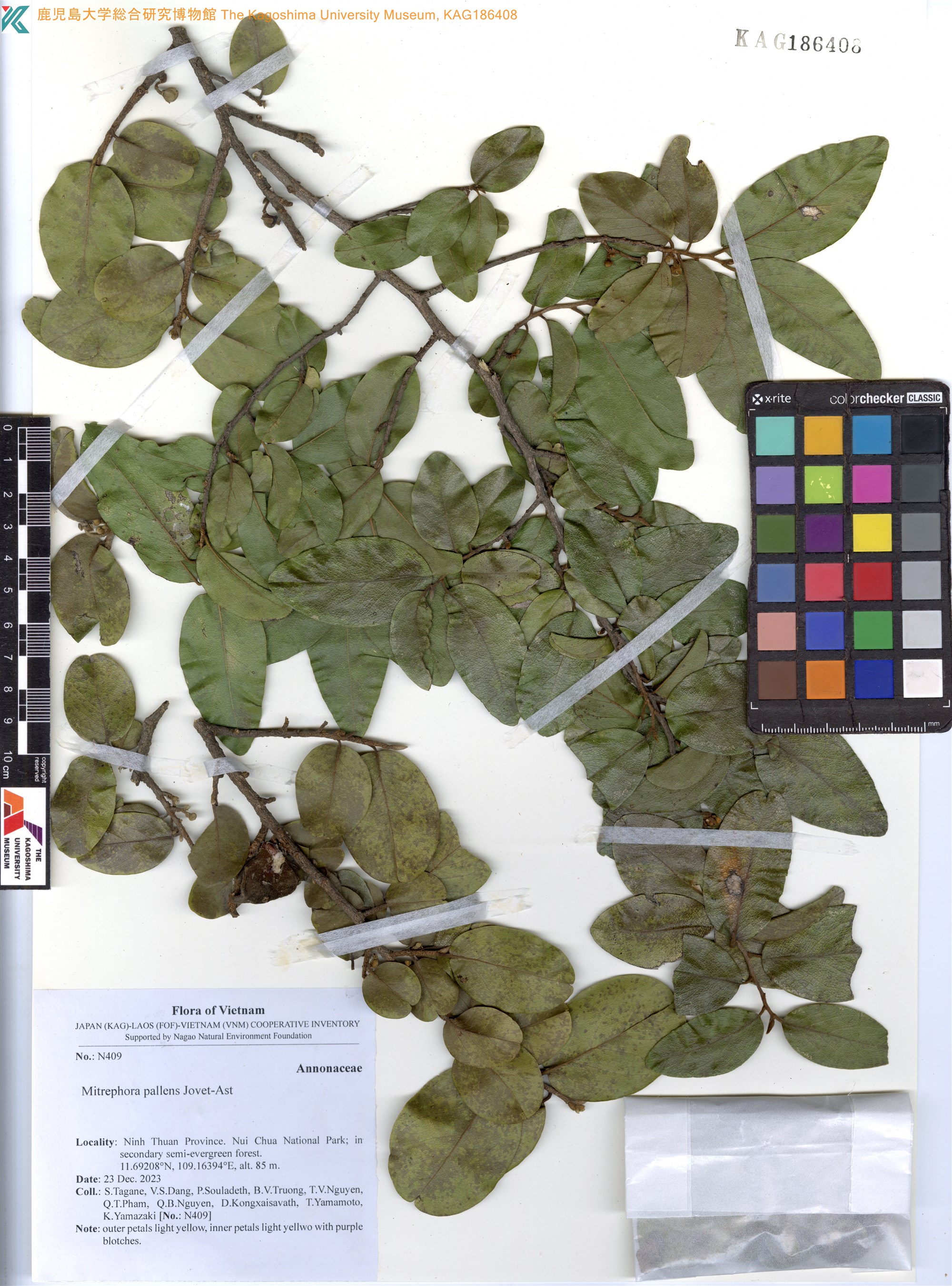 Mitrephora pallens — ảnh 3