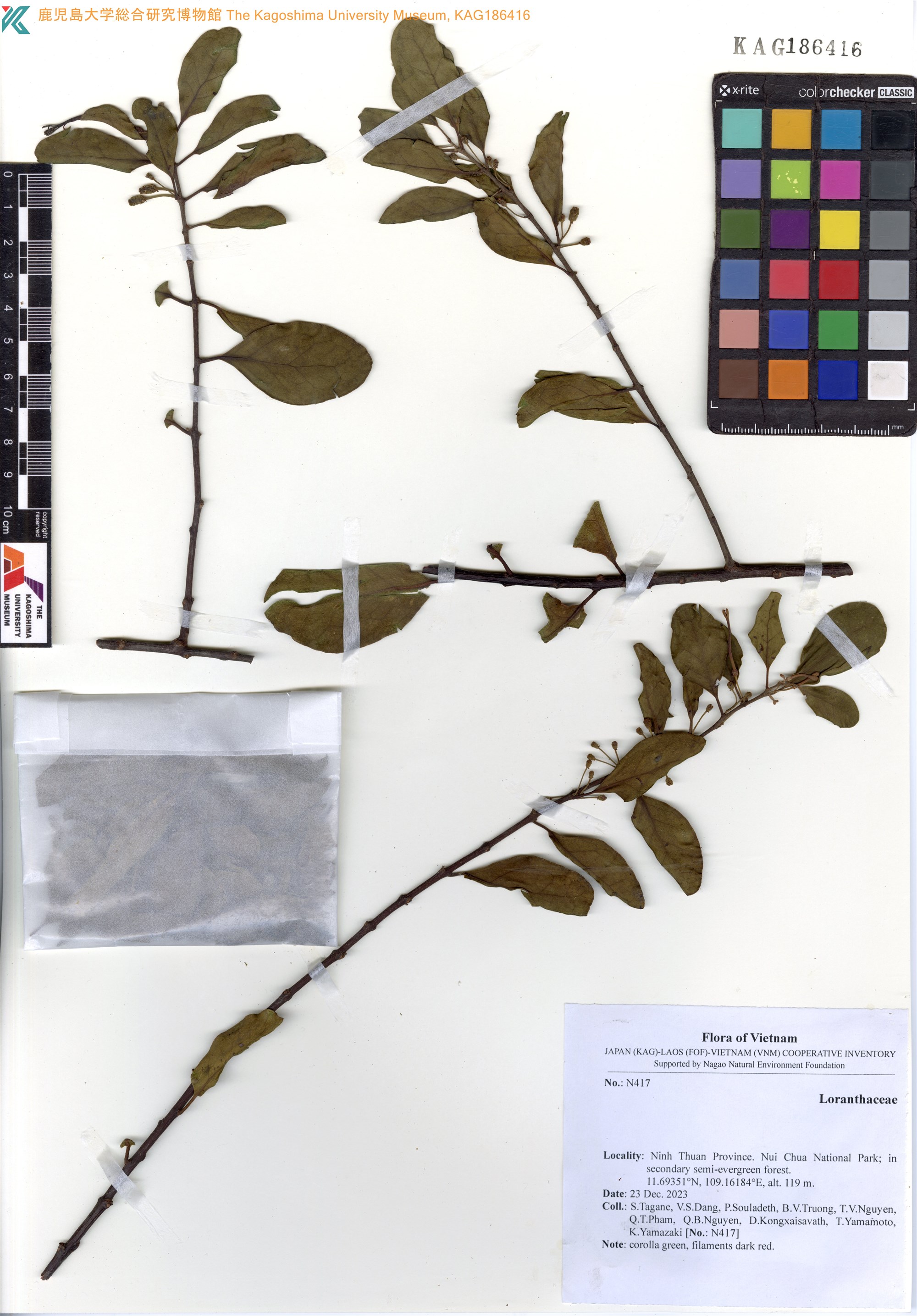 Taxillus chinensis (Taxillus chinensis)