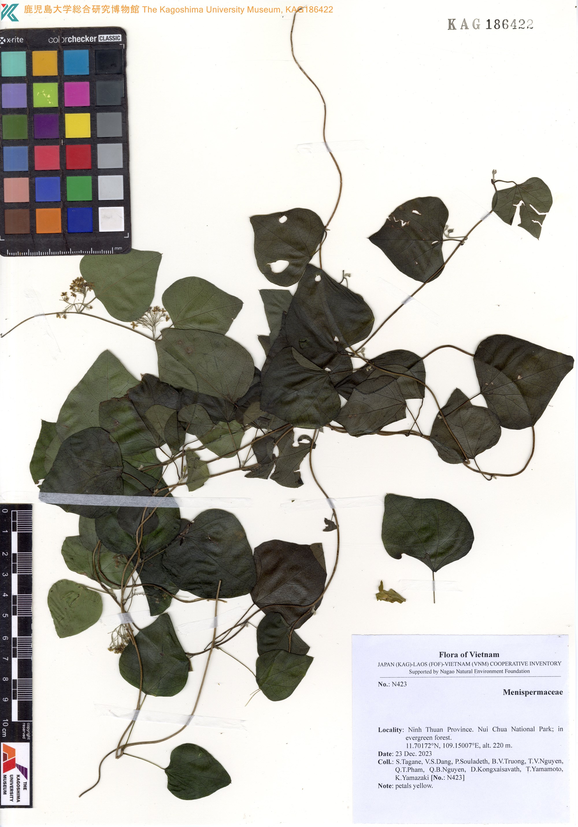 Cissampelos pareira — ảnh 2