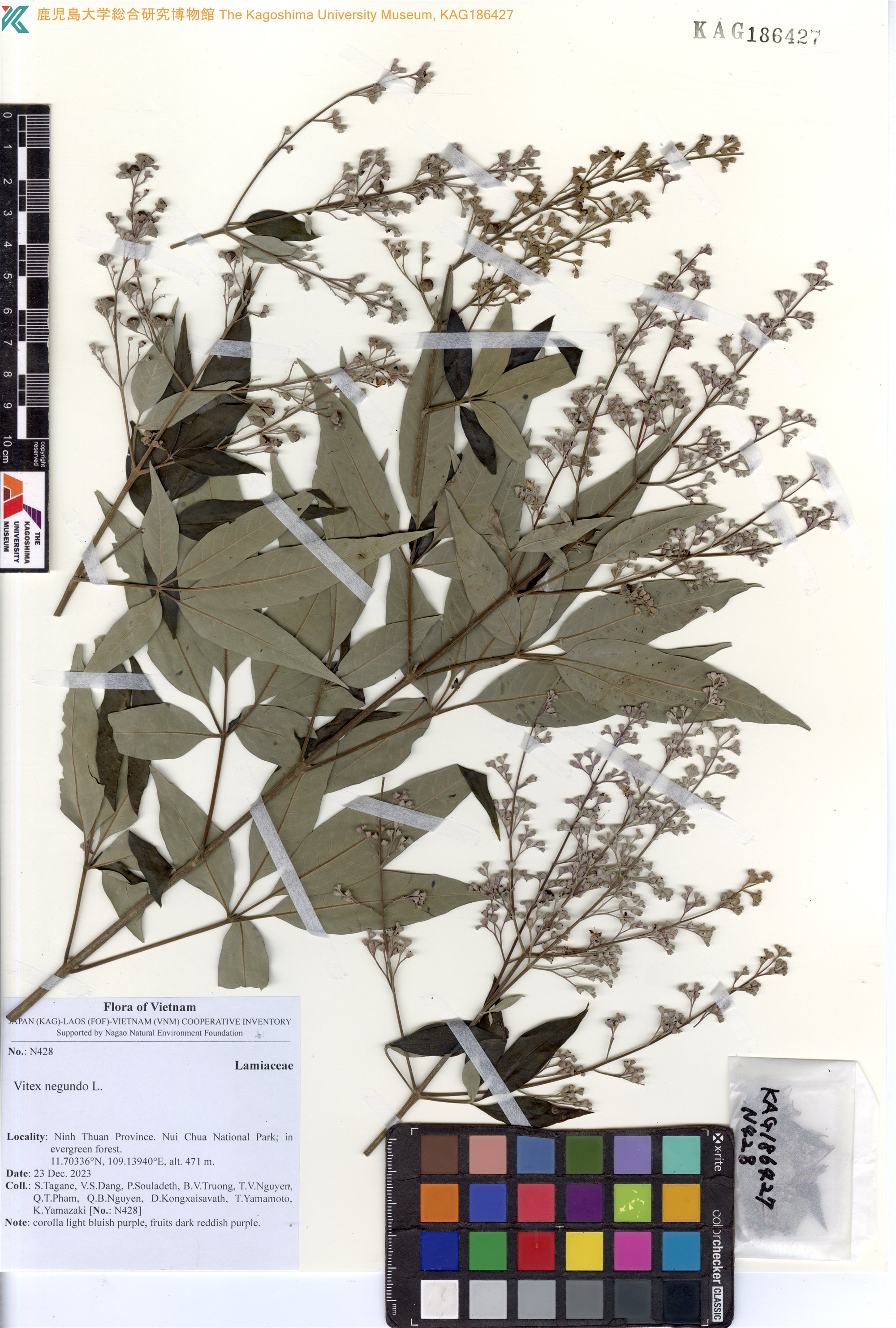 Vitex negundo — ảnh 2