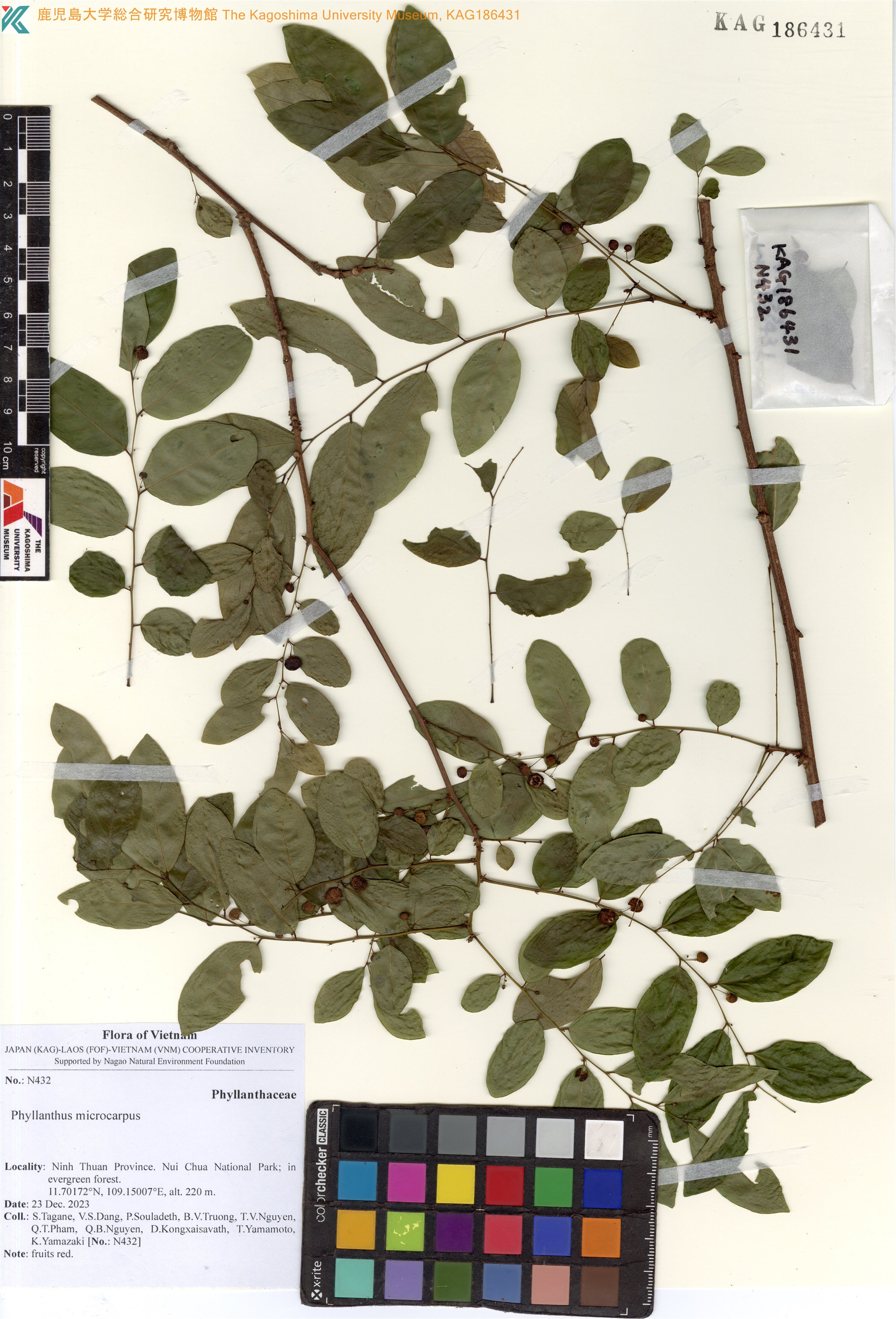 Phyllanthus microcarpus — ảnh 2