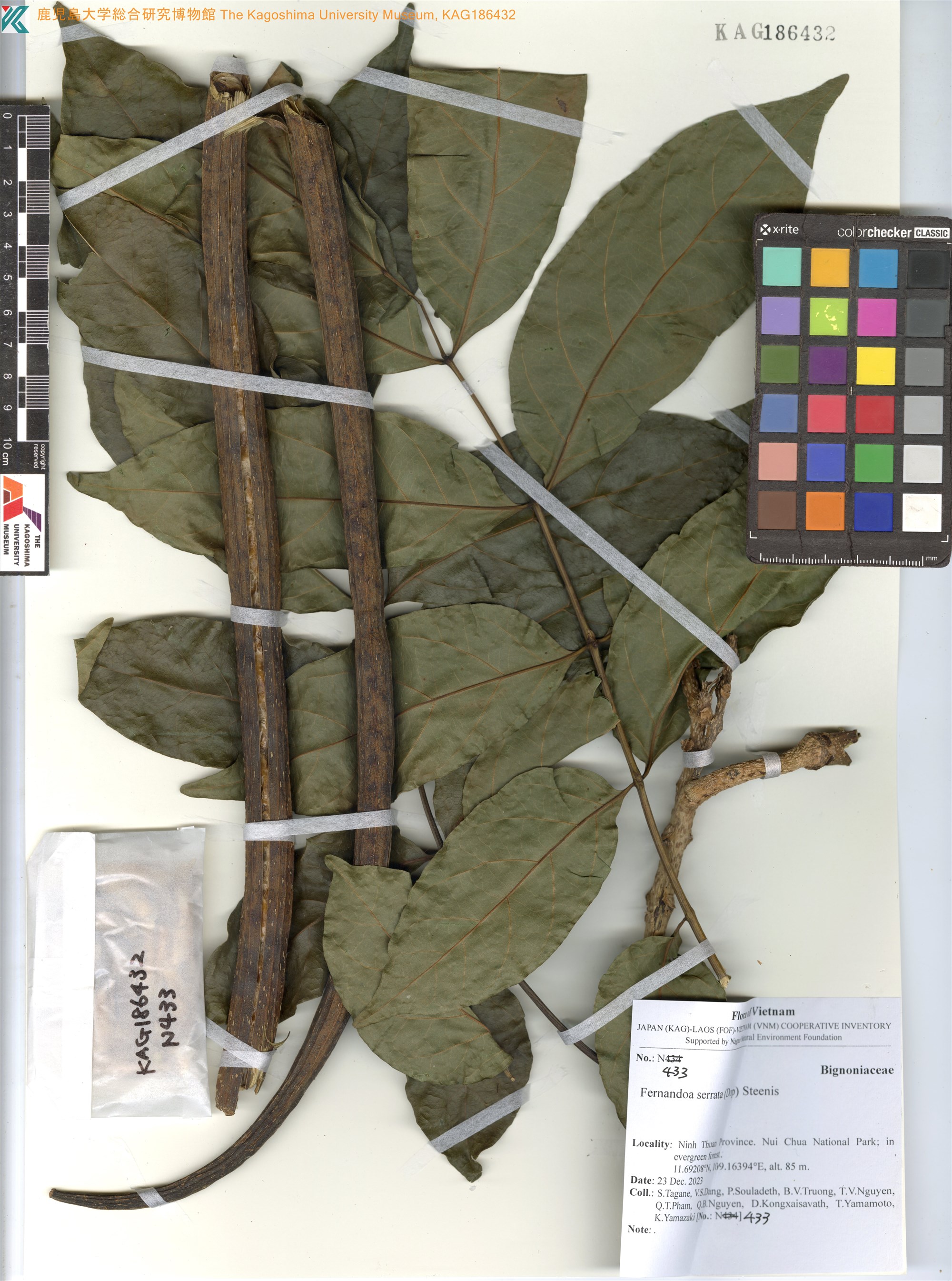 Fernandoa serrata (Fernandoa serrata)
