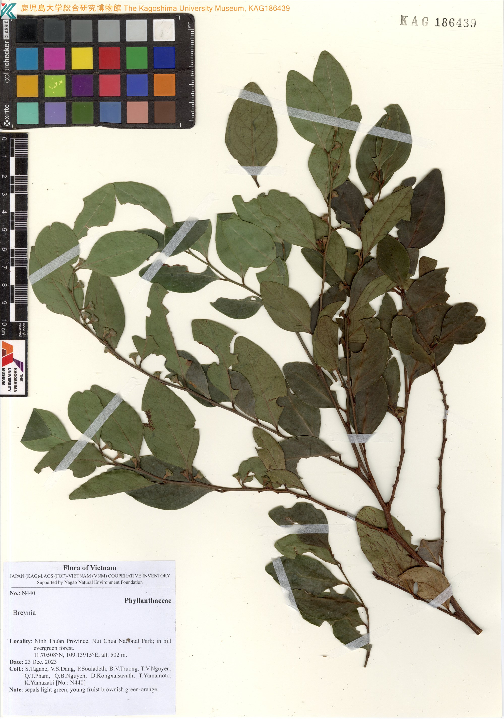 Breynia coriacea — ảnh 3