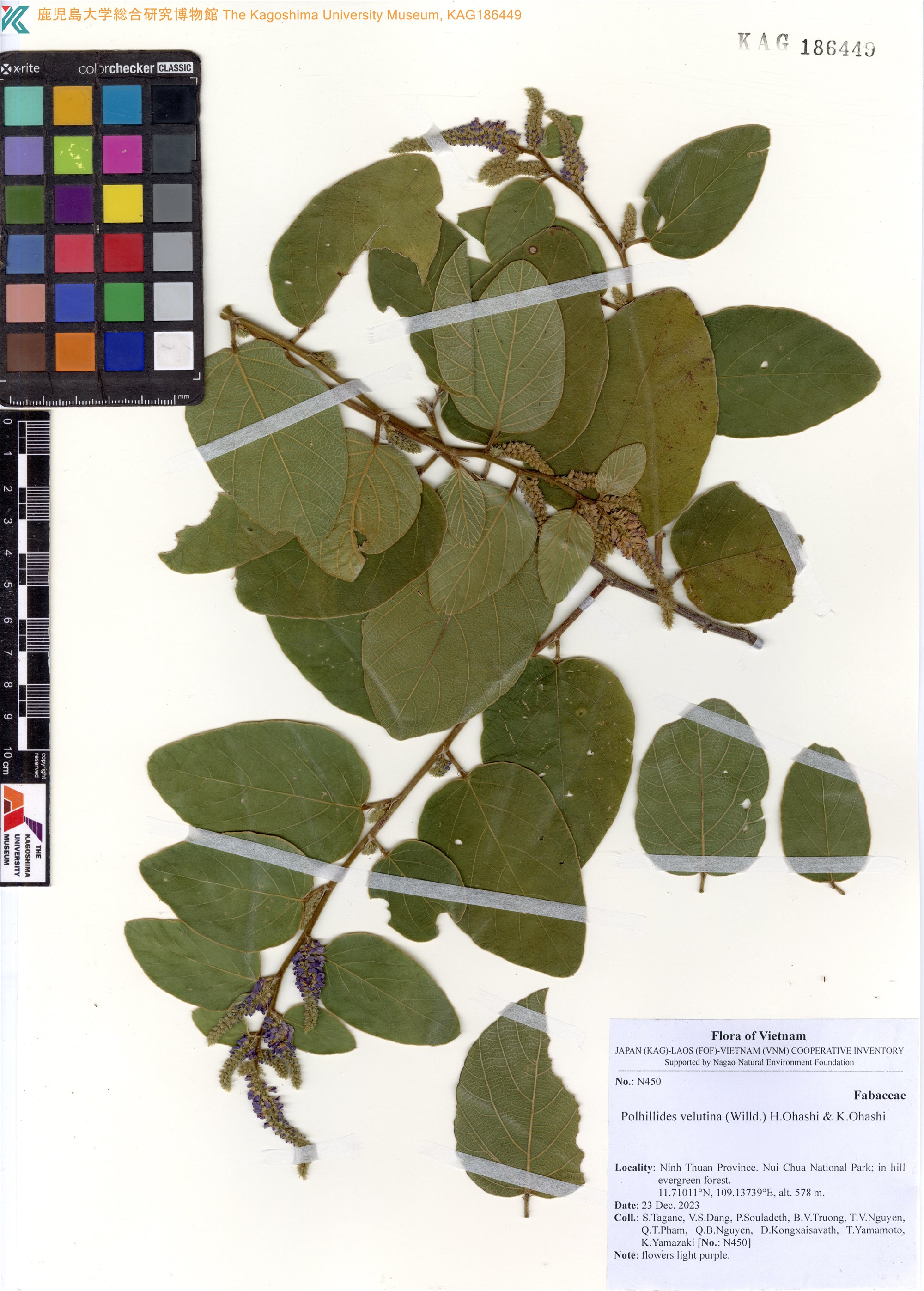Polhillides velutina (Polhillides velutina)