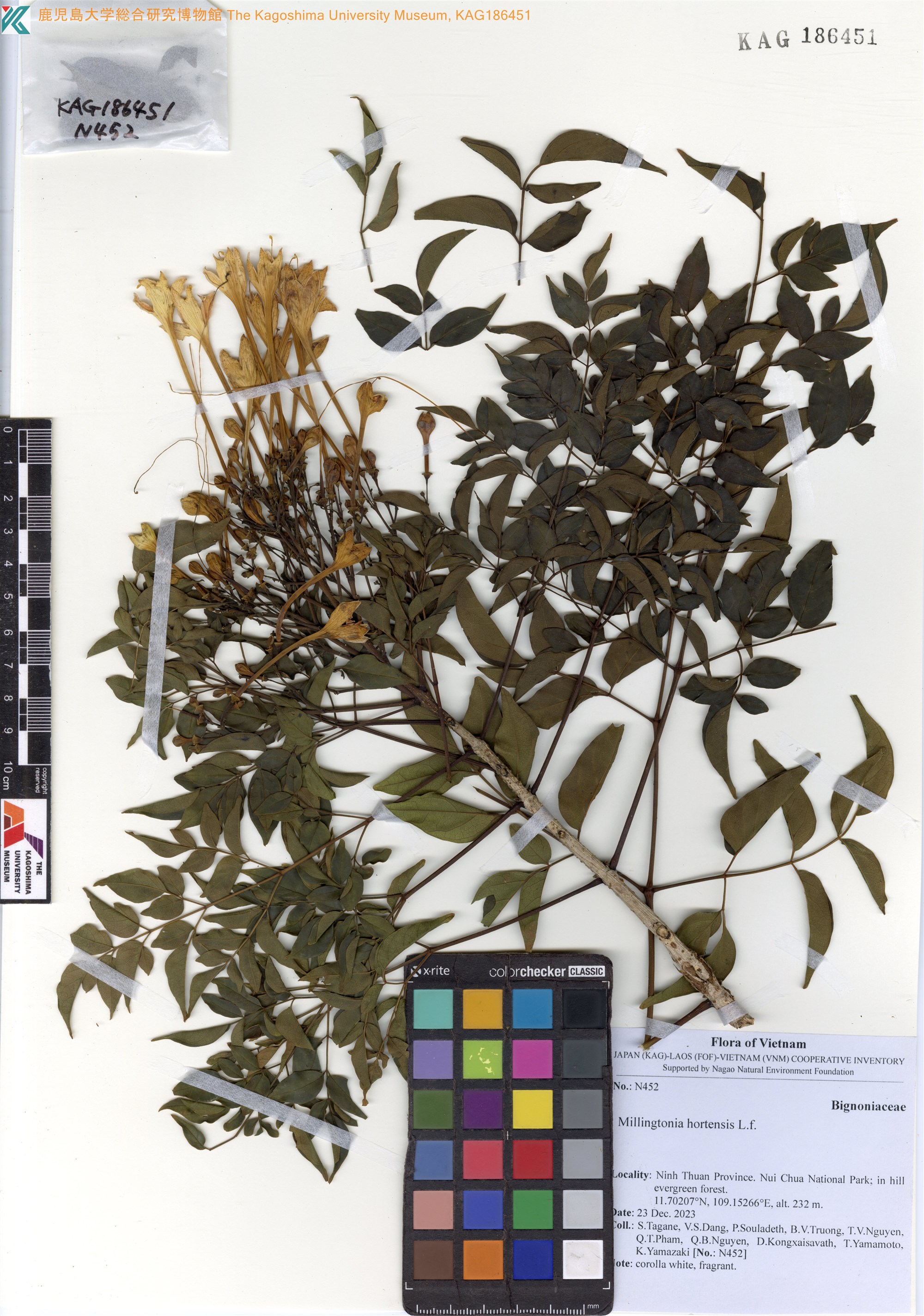 Millingtonia hortensis (Millingtonia hortensis)