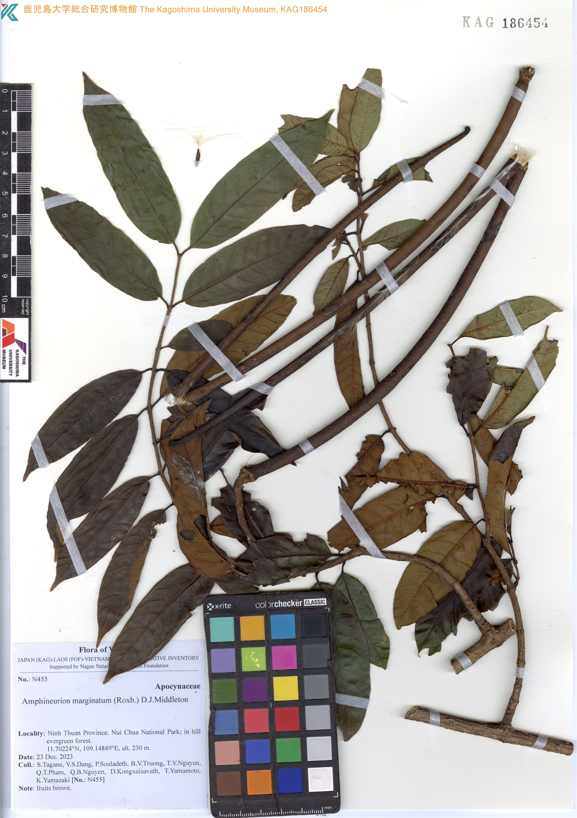 Amphineurion marginatum (Amphineurion marginatum)