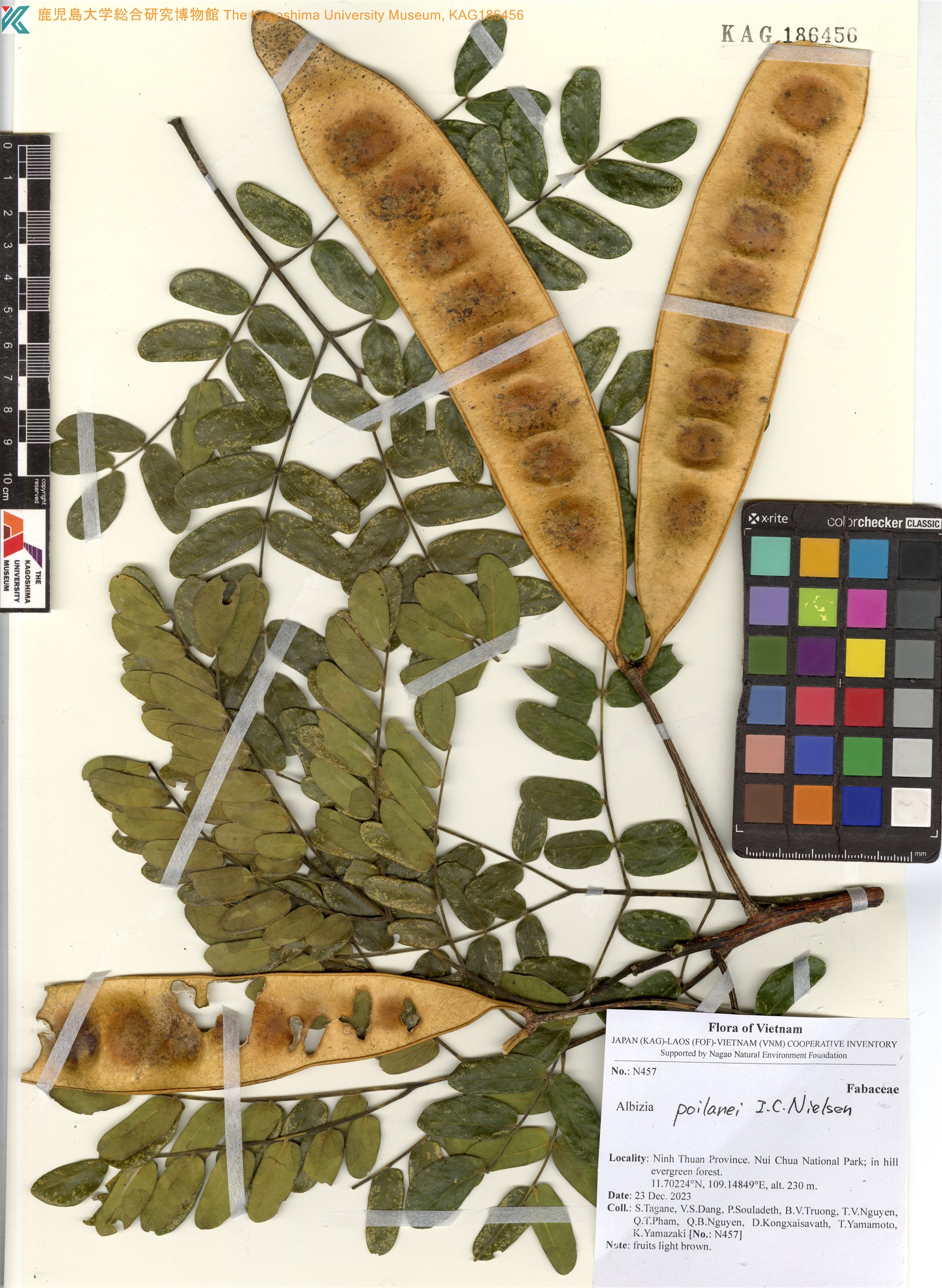 Albizia poilanei (Albizia poilanei)