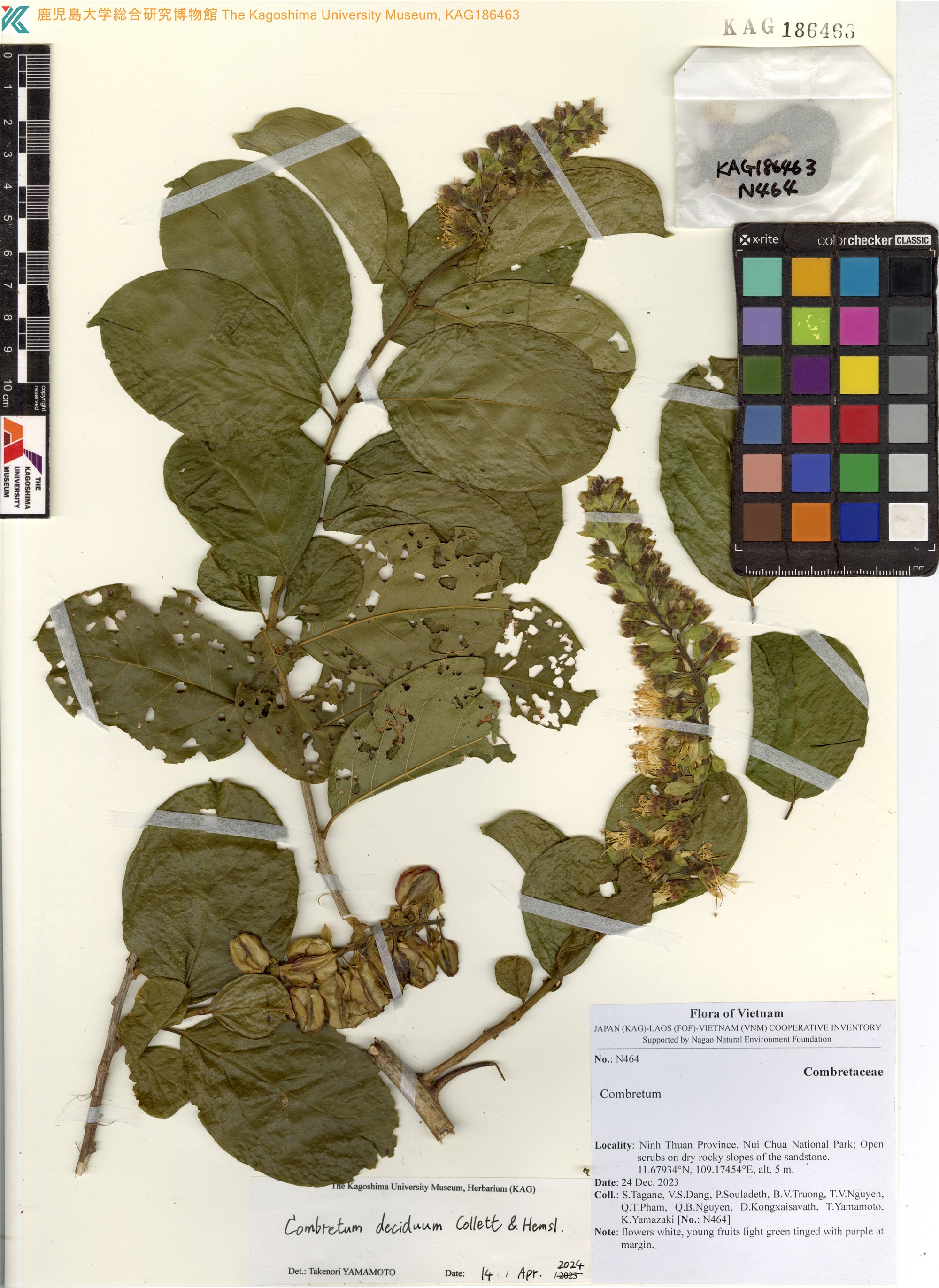 Combretum deciduum (Combretum deciduum)