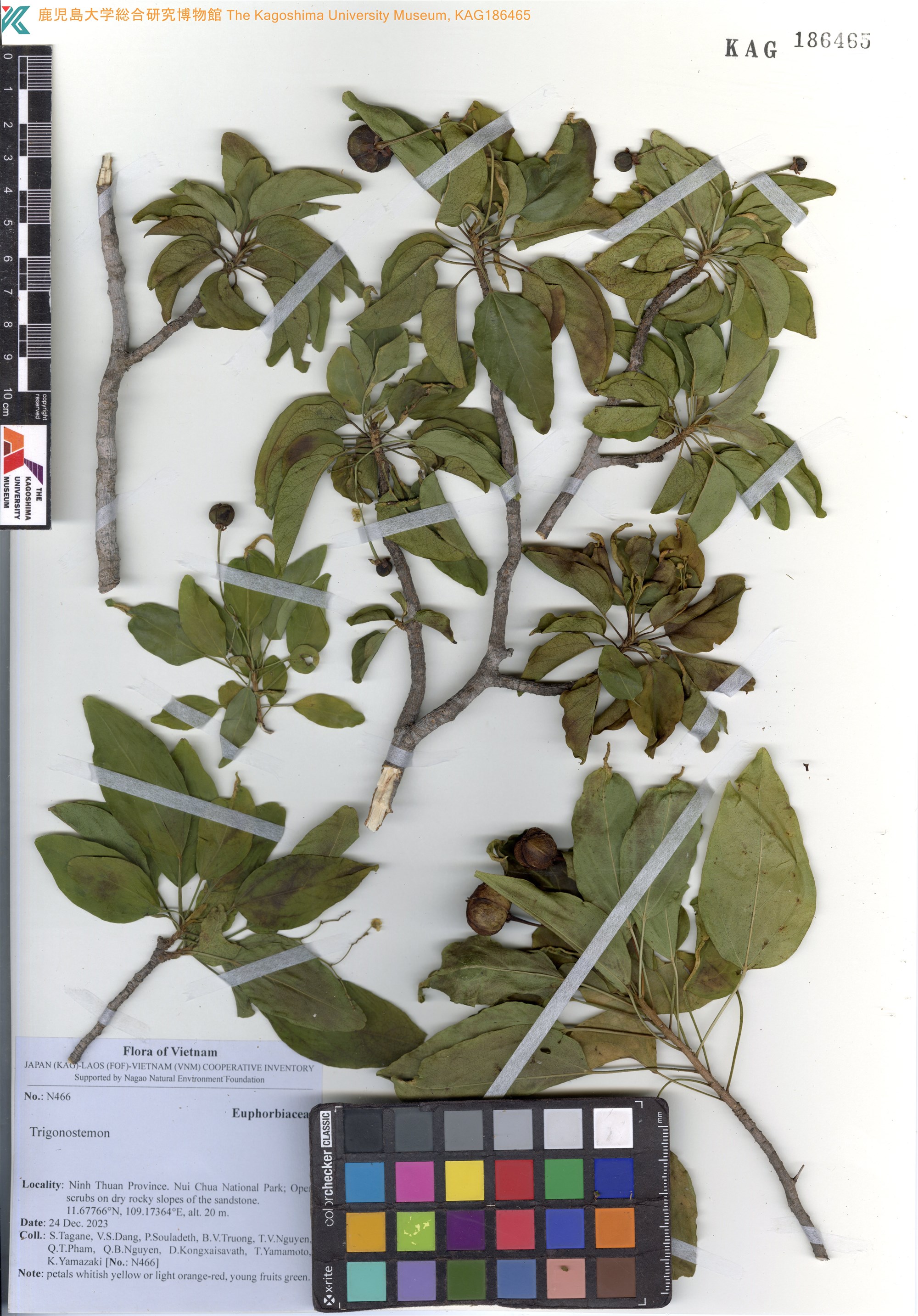 Trigonostemon fragilis (Trigonostemon fragilis)