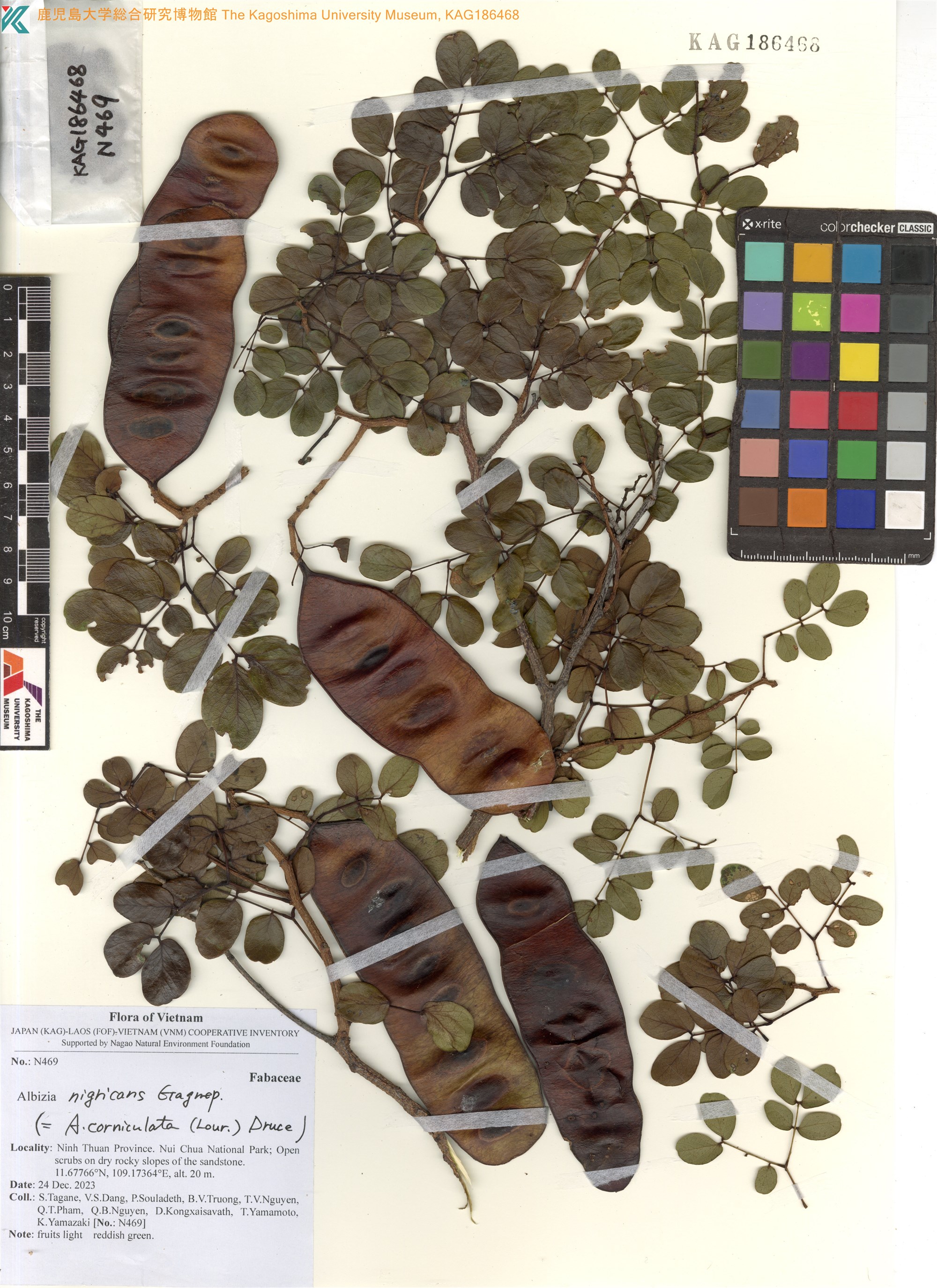 Albizia corniculata (Albizia corniculata)