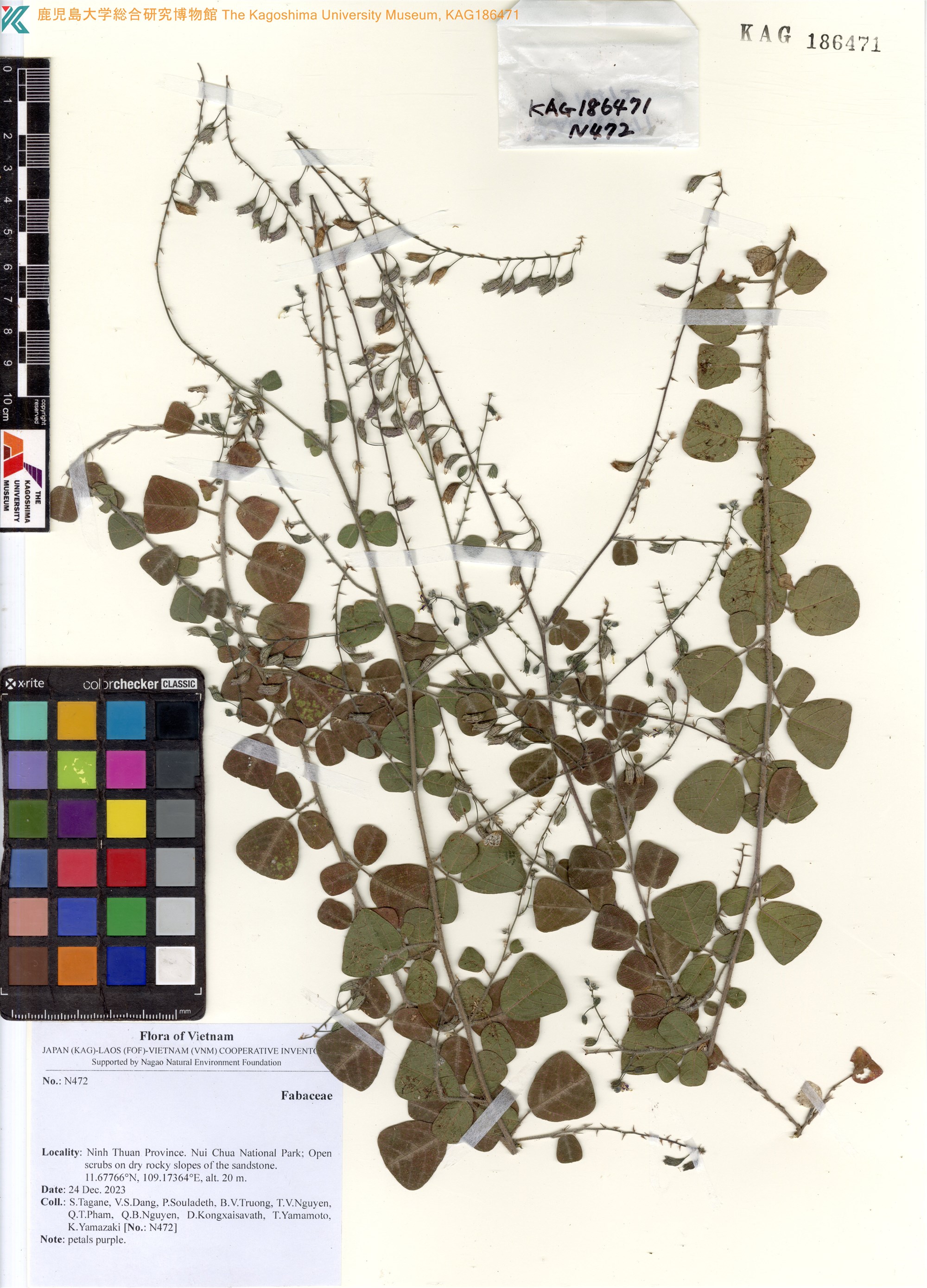 Christia constricta (Christia constricta)