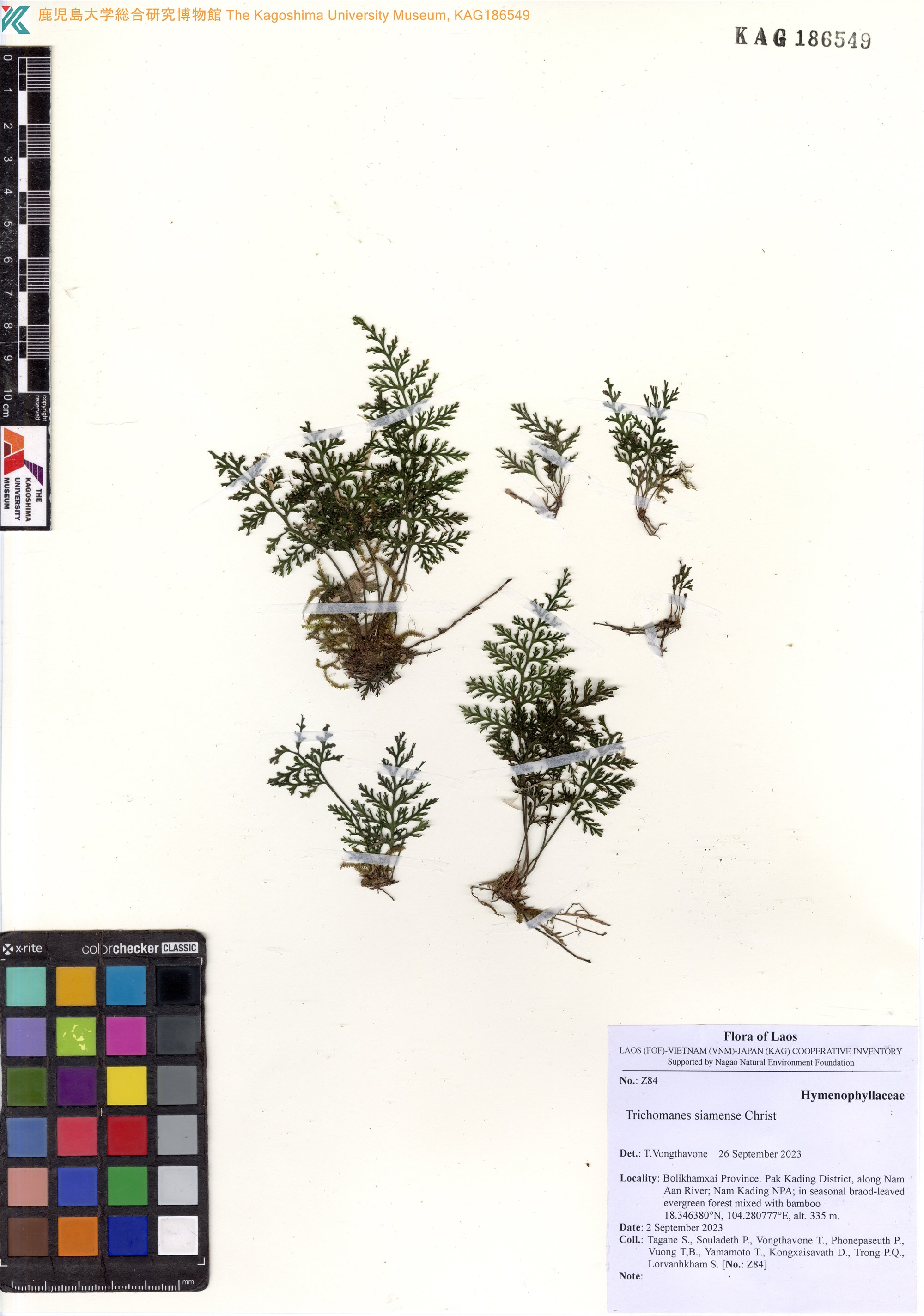 Abrodictyum siamense (Abrodictyum siamense)