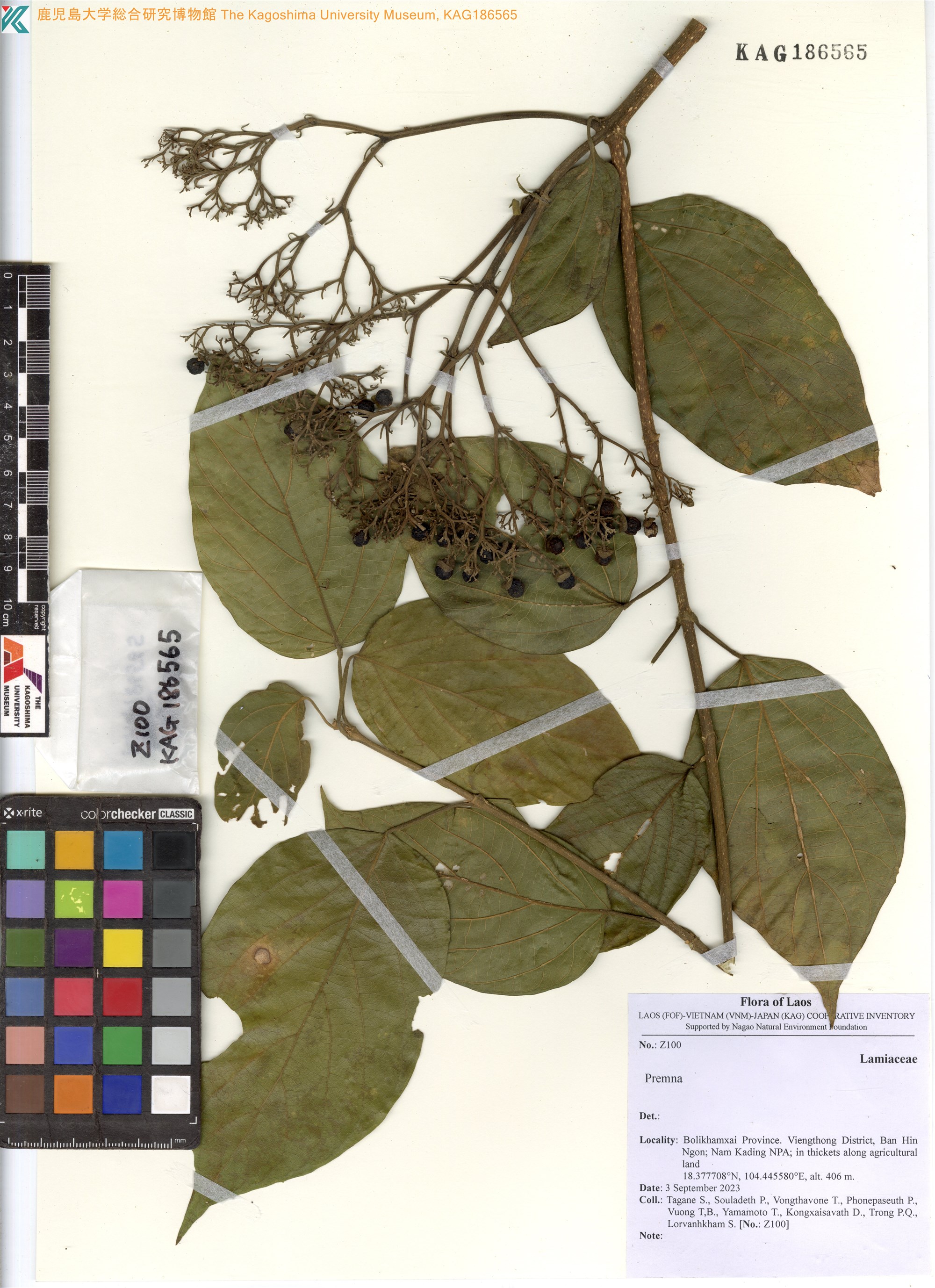 Premna pubescens (Premna pubescens)