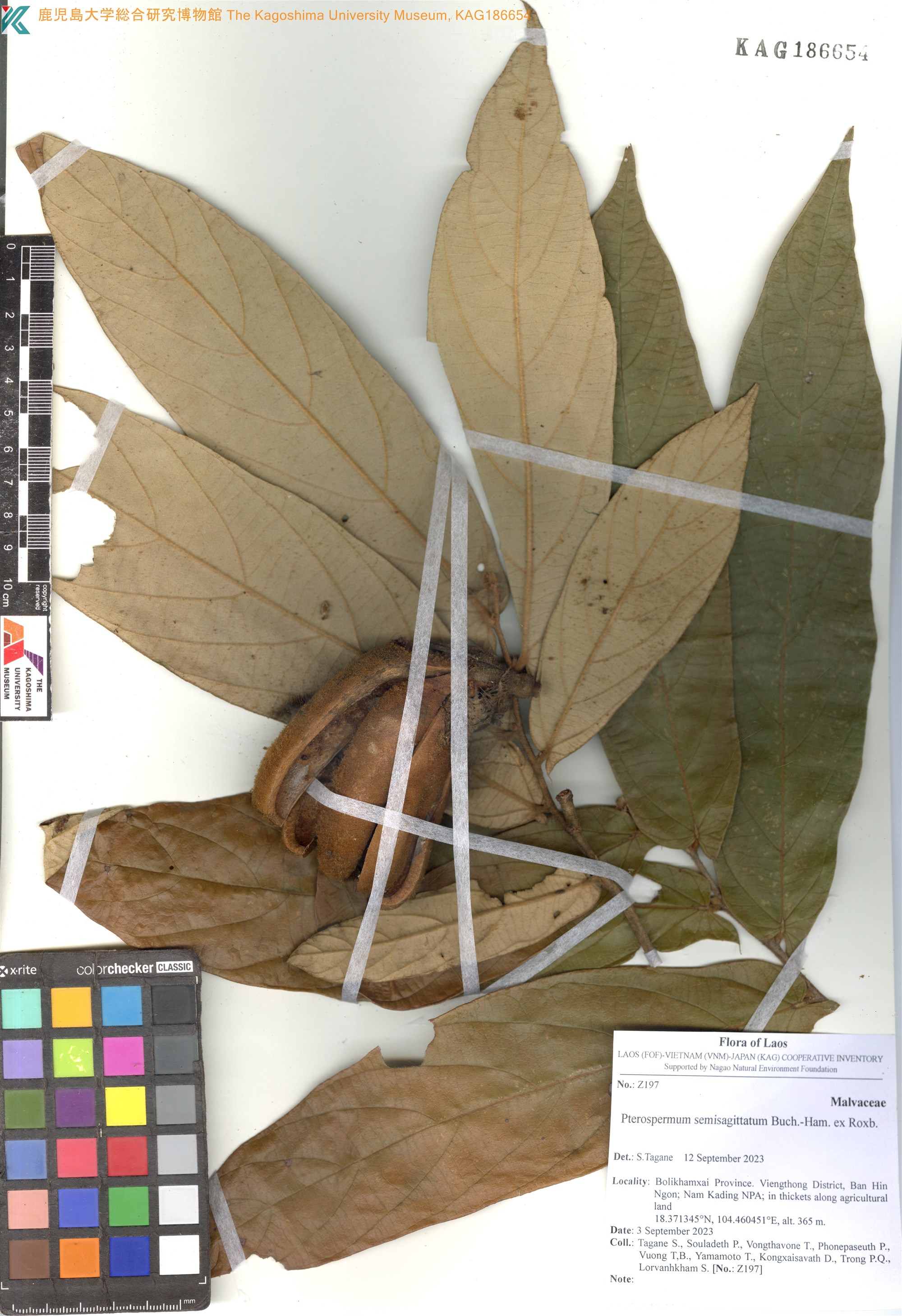Pterospermum semisagittatum (Pterospermum semisagittatum)