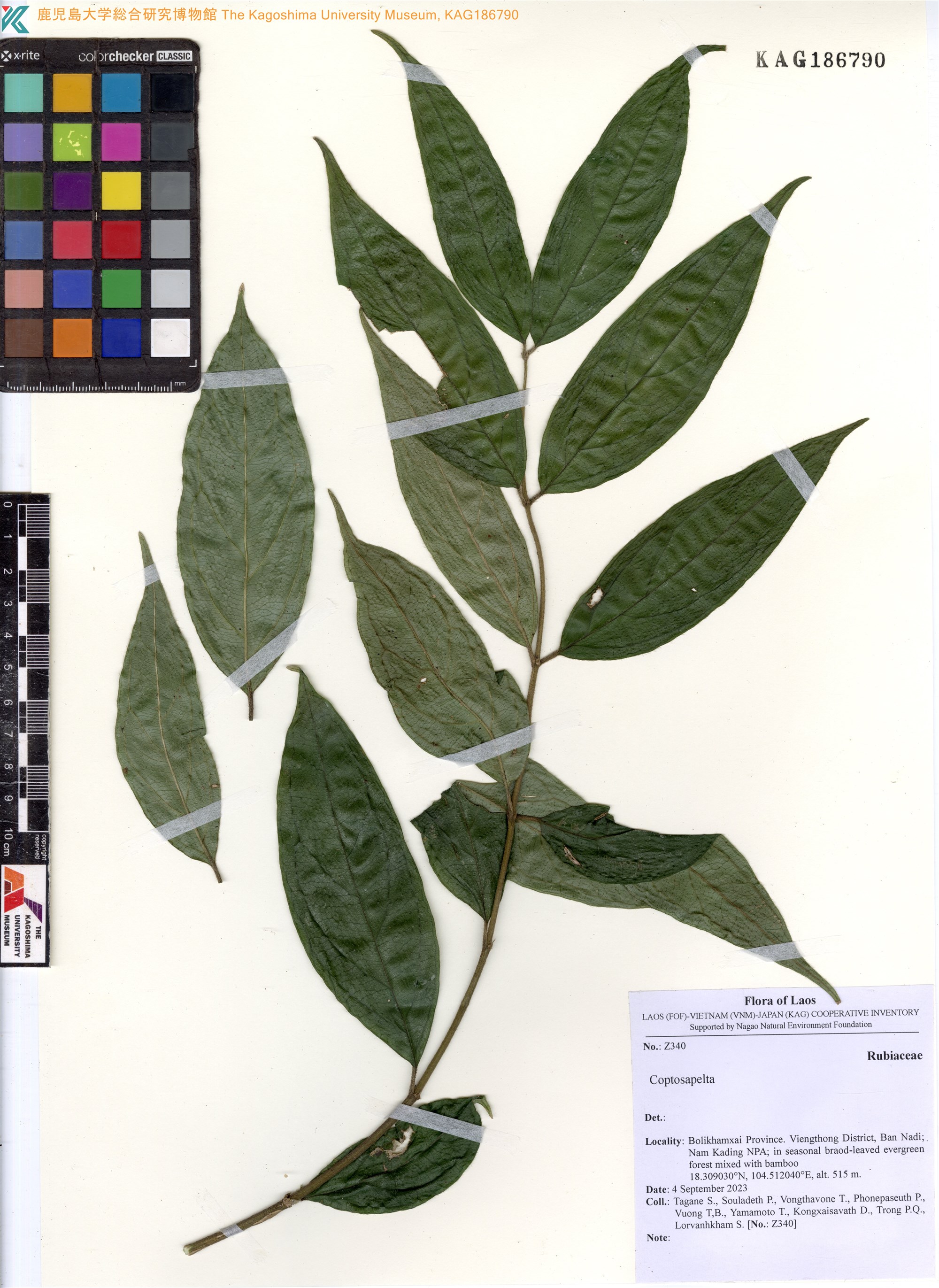 Coptosapelta tomentosa