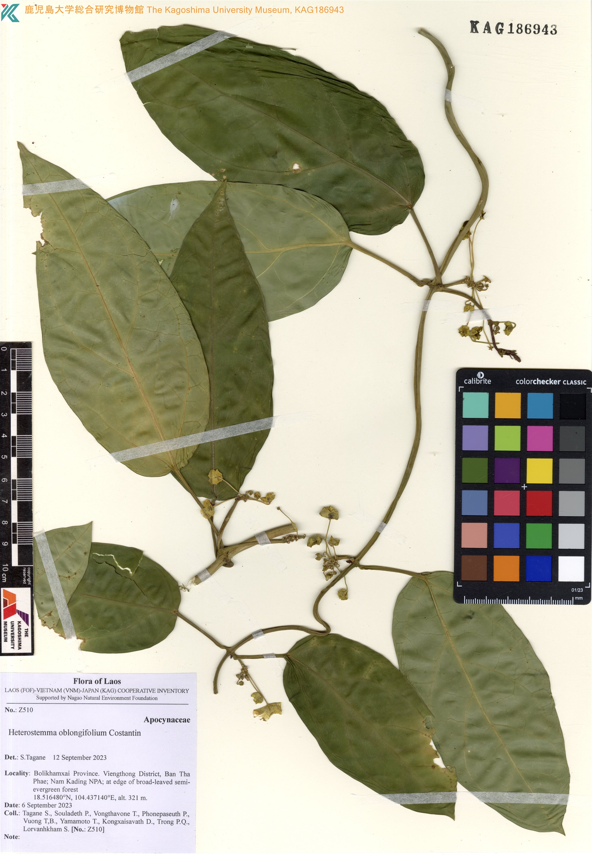 Heterostemma oblongifolium (Heterostemma oblongifolium)