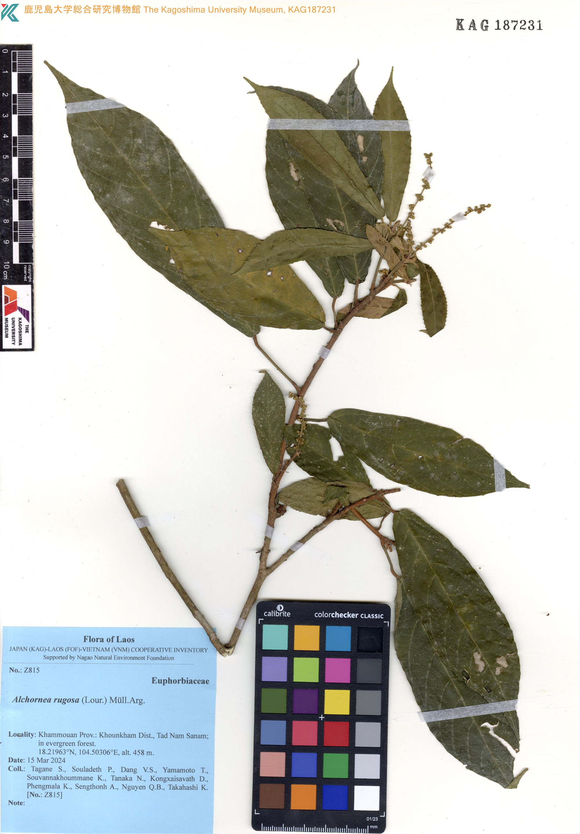 Alchornea rugosa