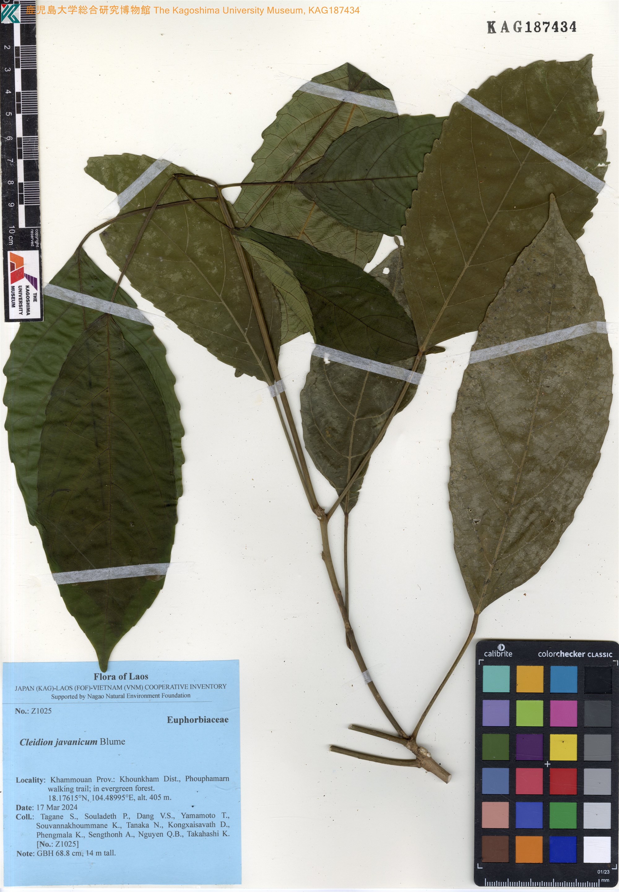 Cleidion javanicum