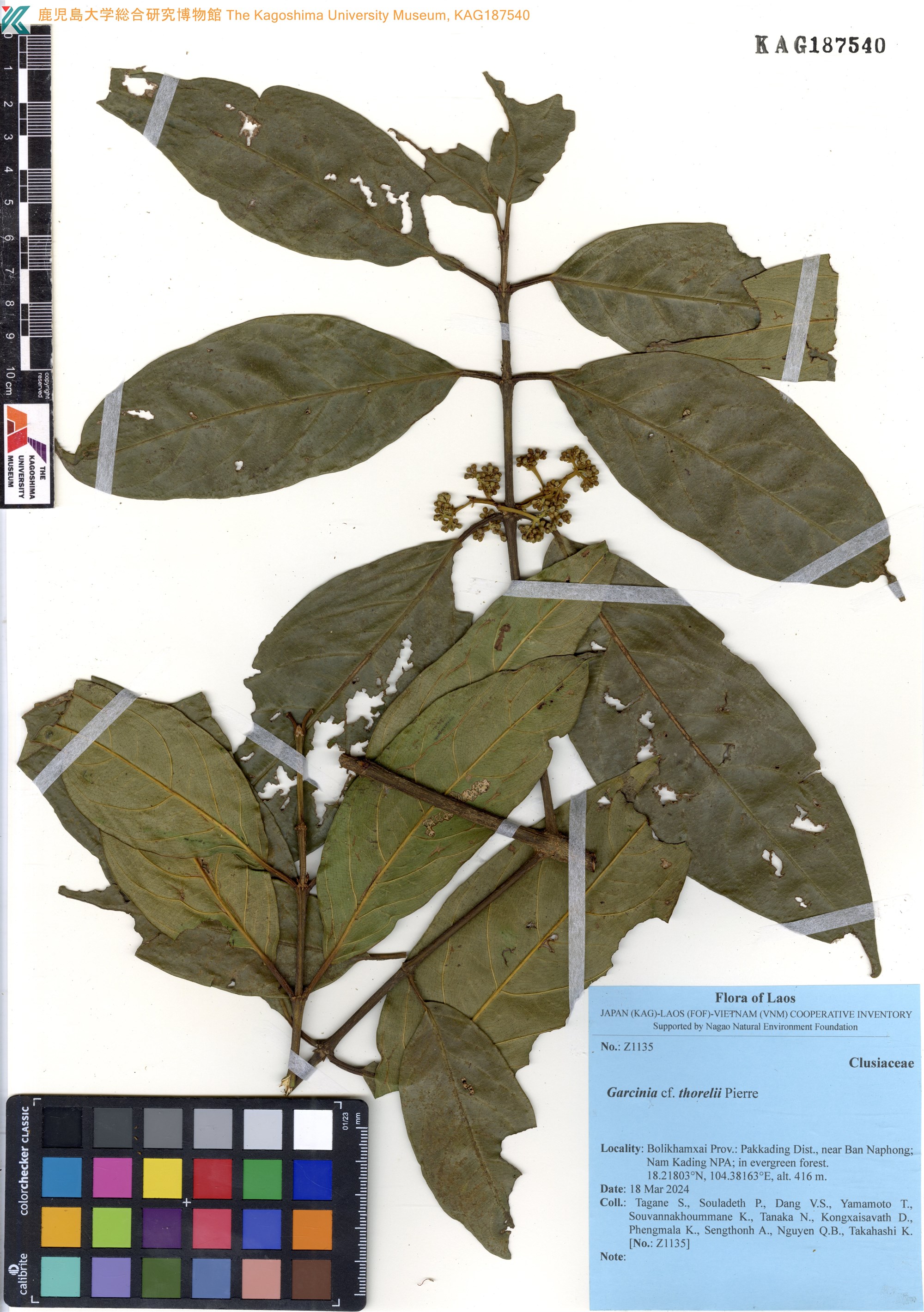Garcinia thorelii (Garcinia thorelii)