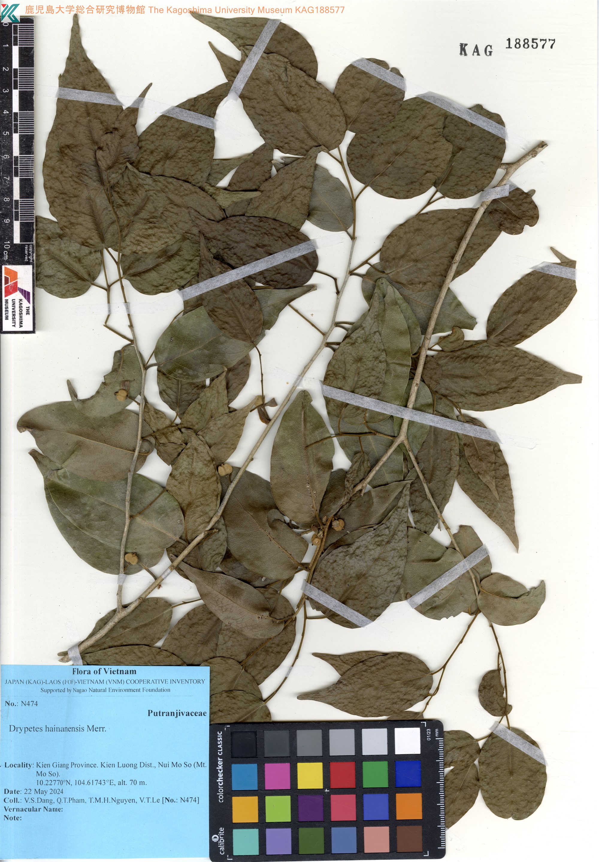Drypetes hainanensis (Drypetes hainanensis)