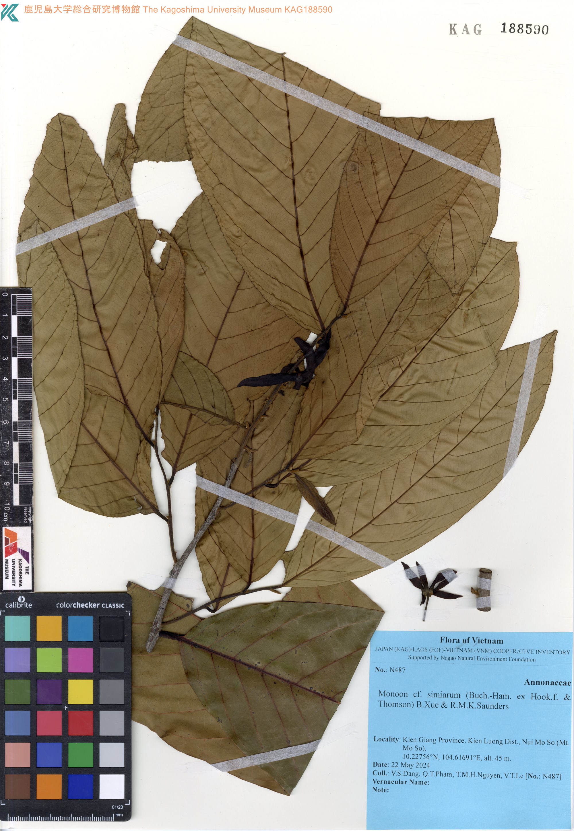 Polyalthia simiarum (Polyalthia simiarum)