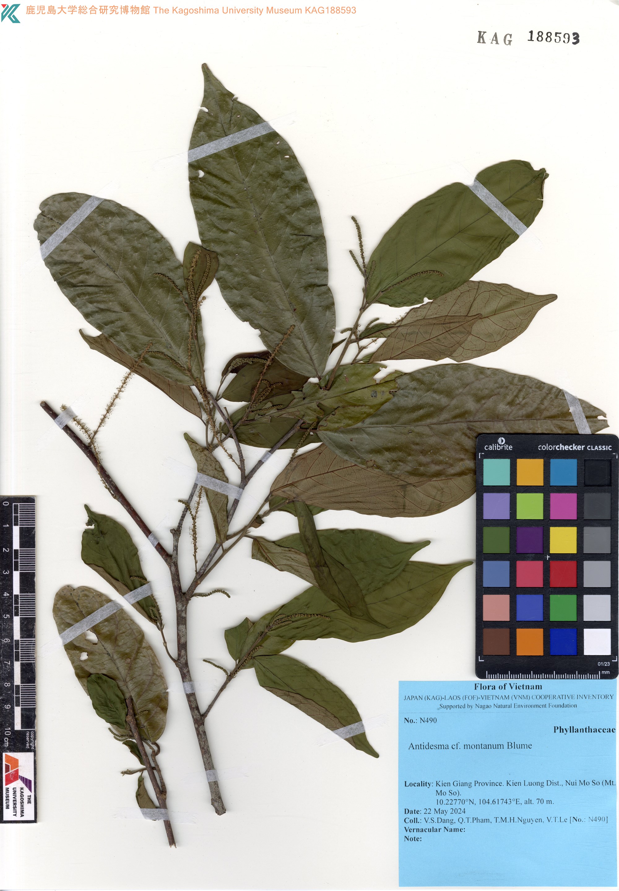 Antidesma pyrifolium (Antidesma pyrifolium)