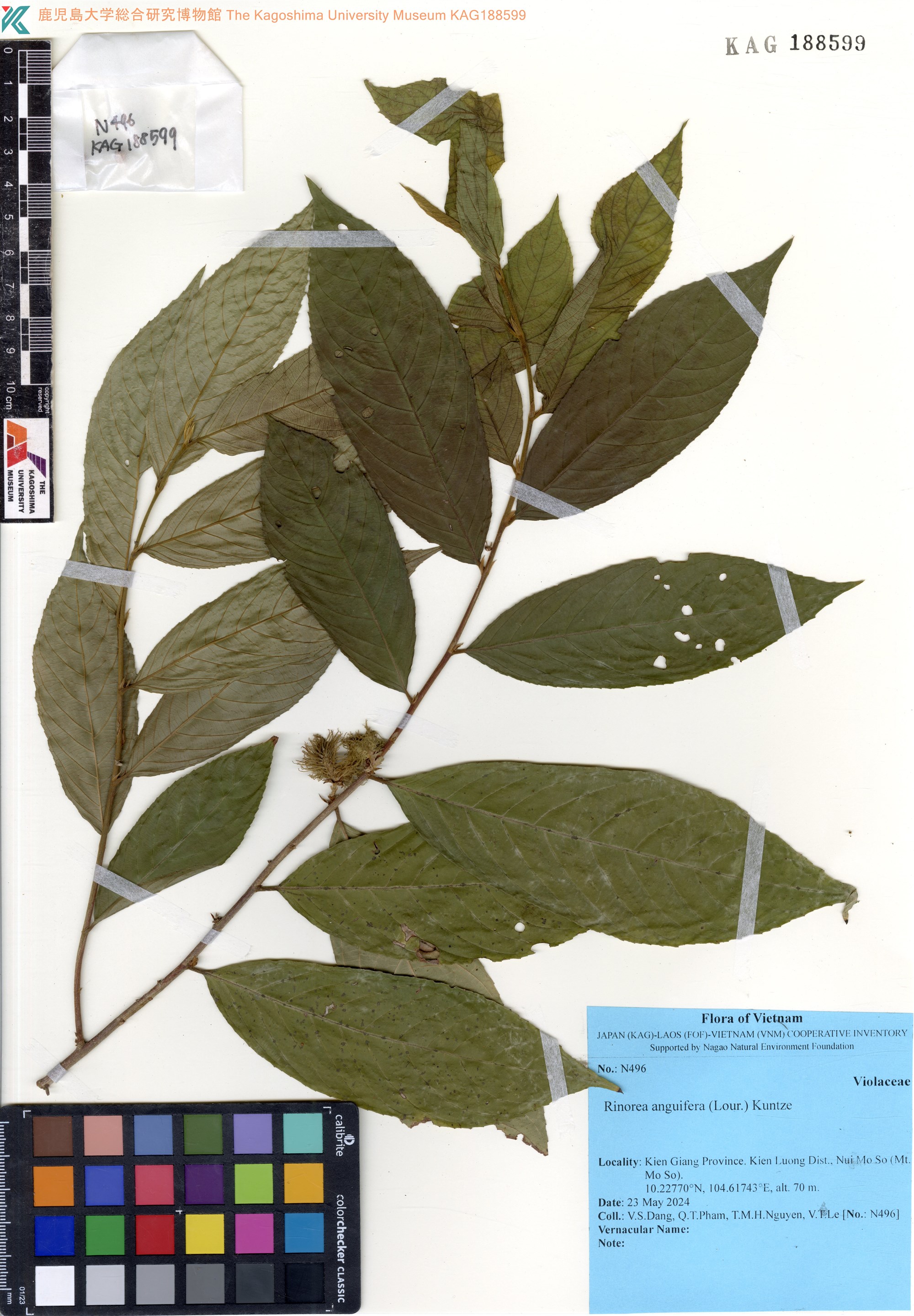 Rinorea anguifera (Rinorea anguifera)