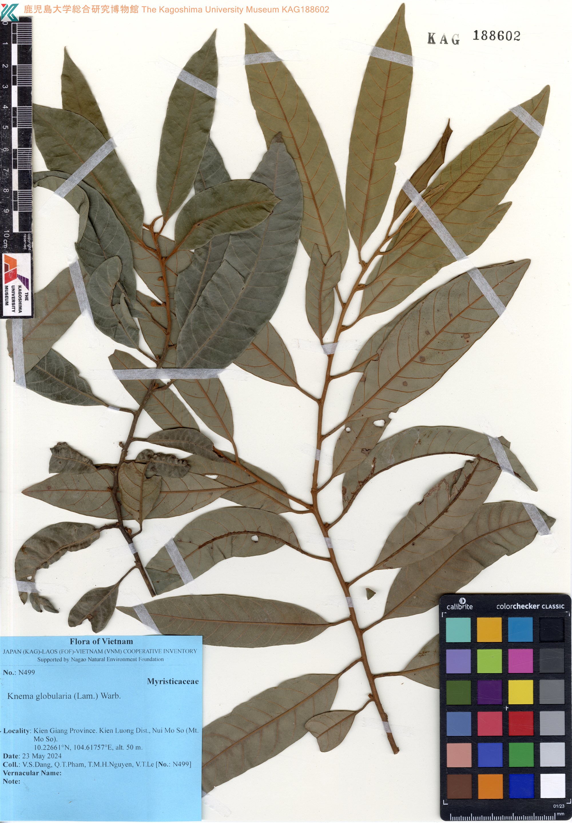 Knema globularia (Knema globularia)