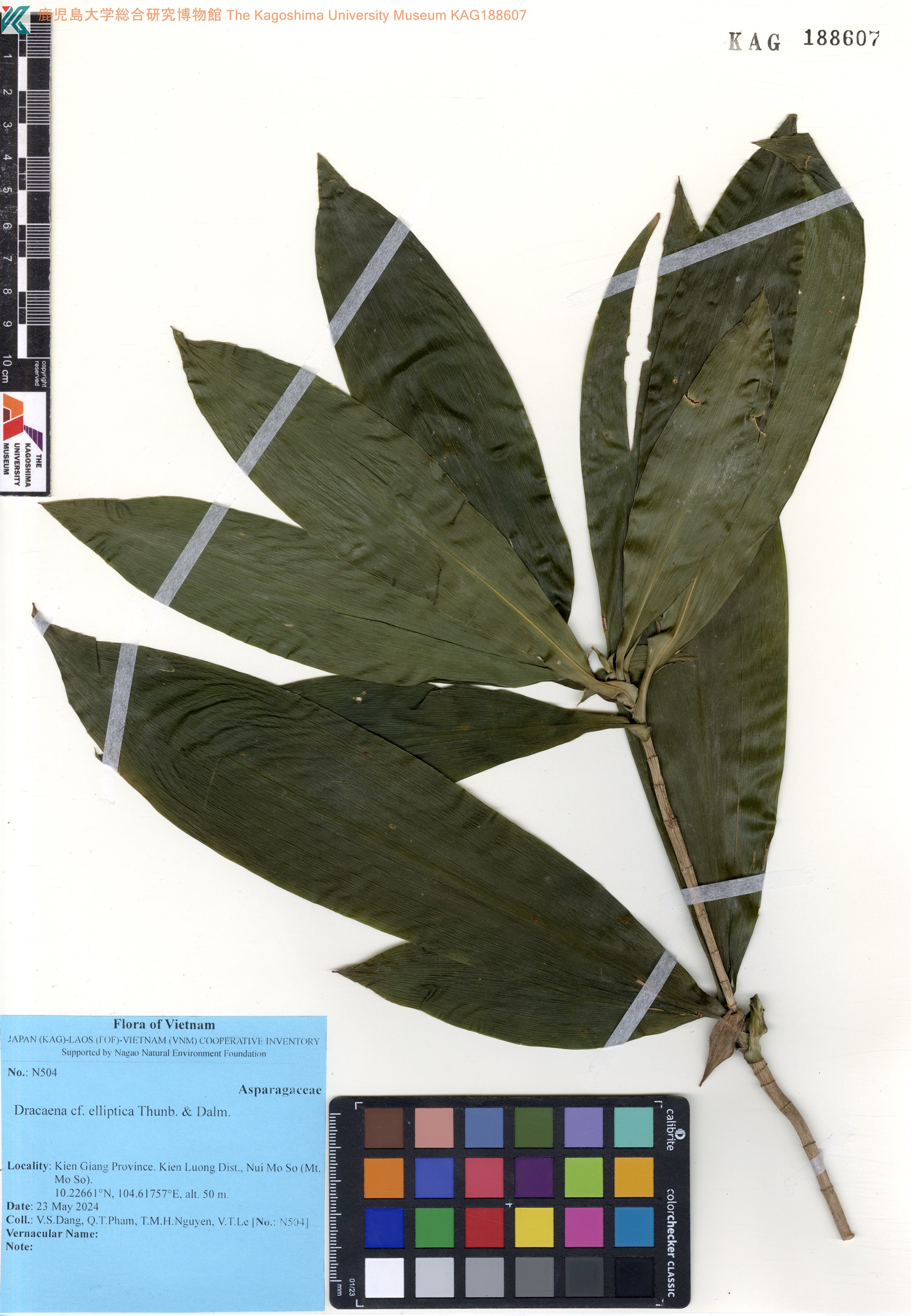 Dracaena elliptica (Dracaena elliptica)