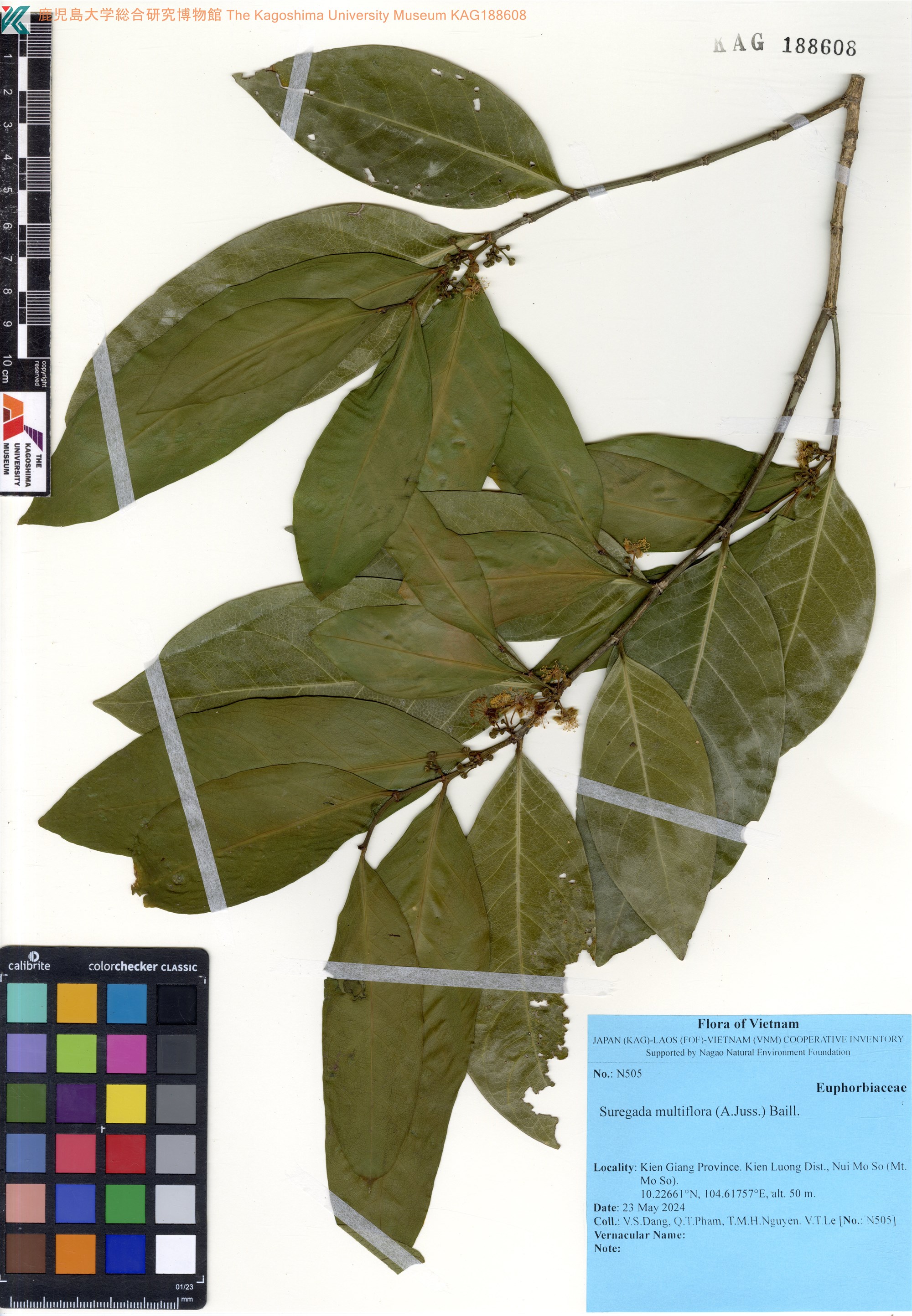 Suregada multiflora (Suregada multiflora)