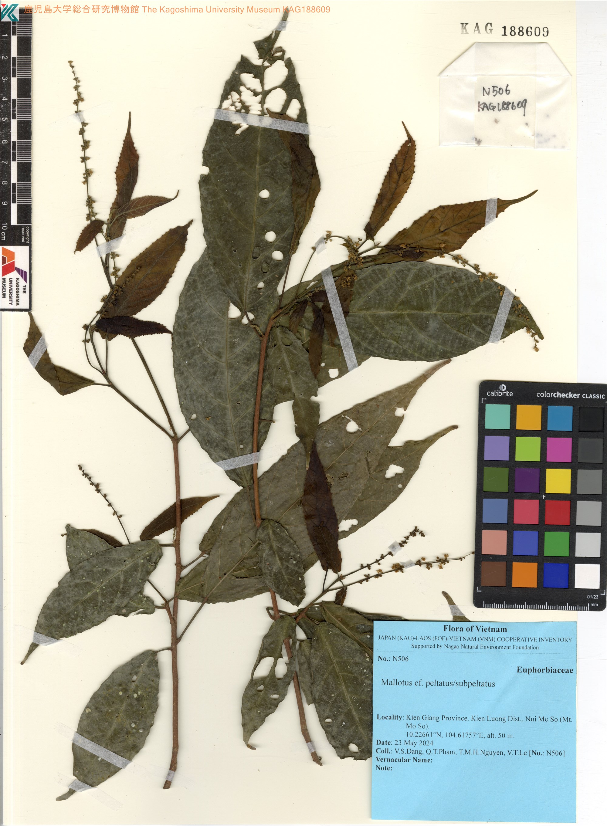 Mallotus peltatus — ảnh 2