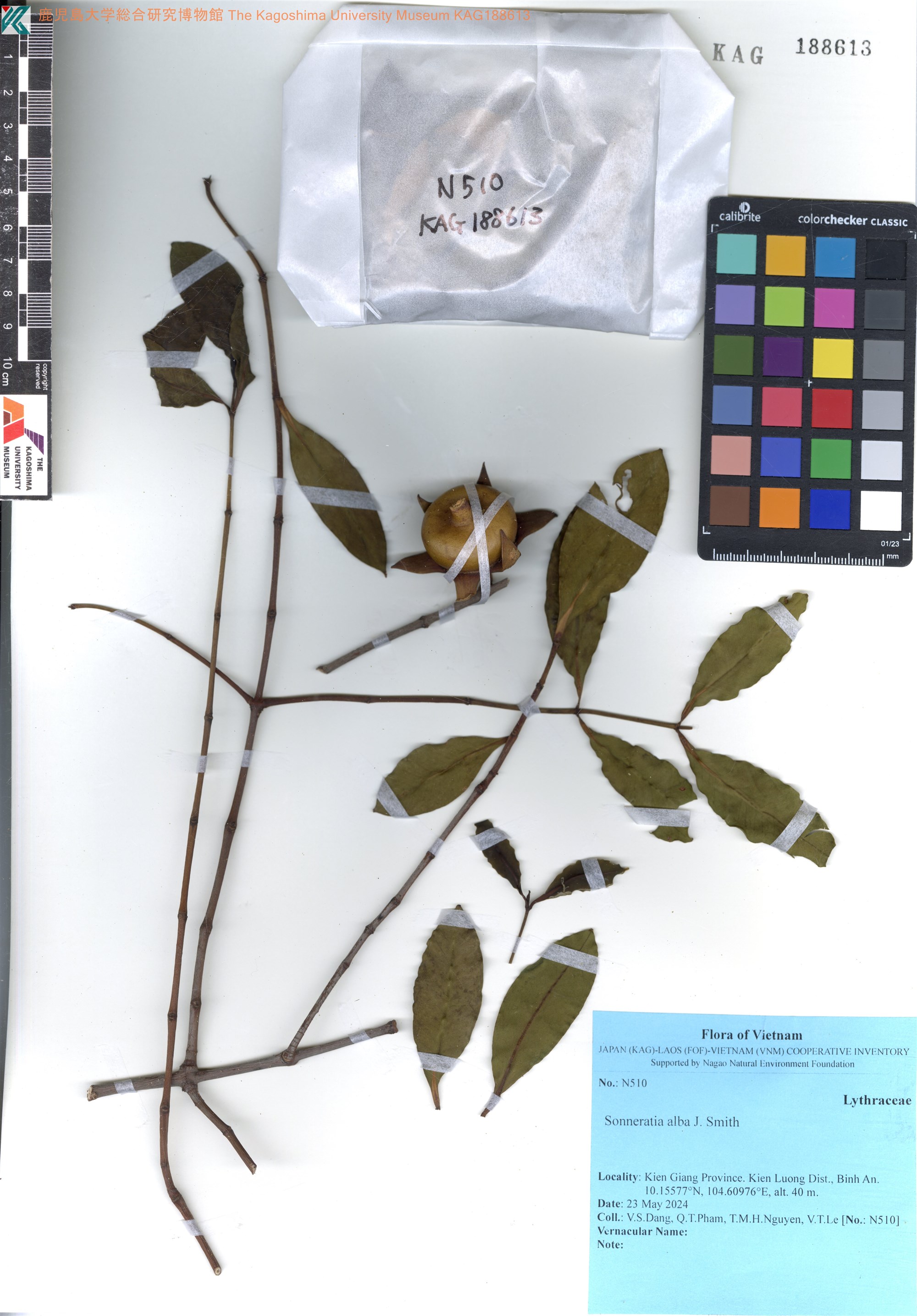 Sonneratia griffithii (Sonneratia griffithii)