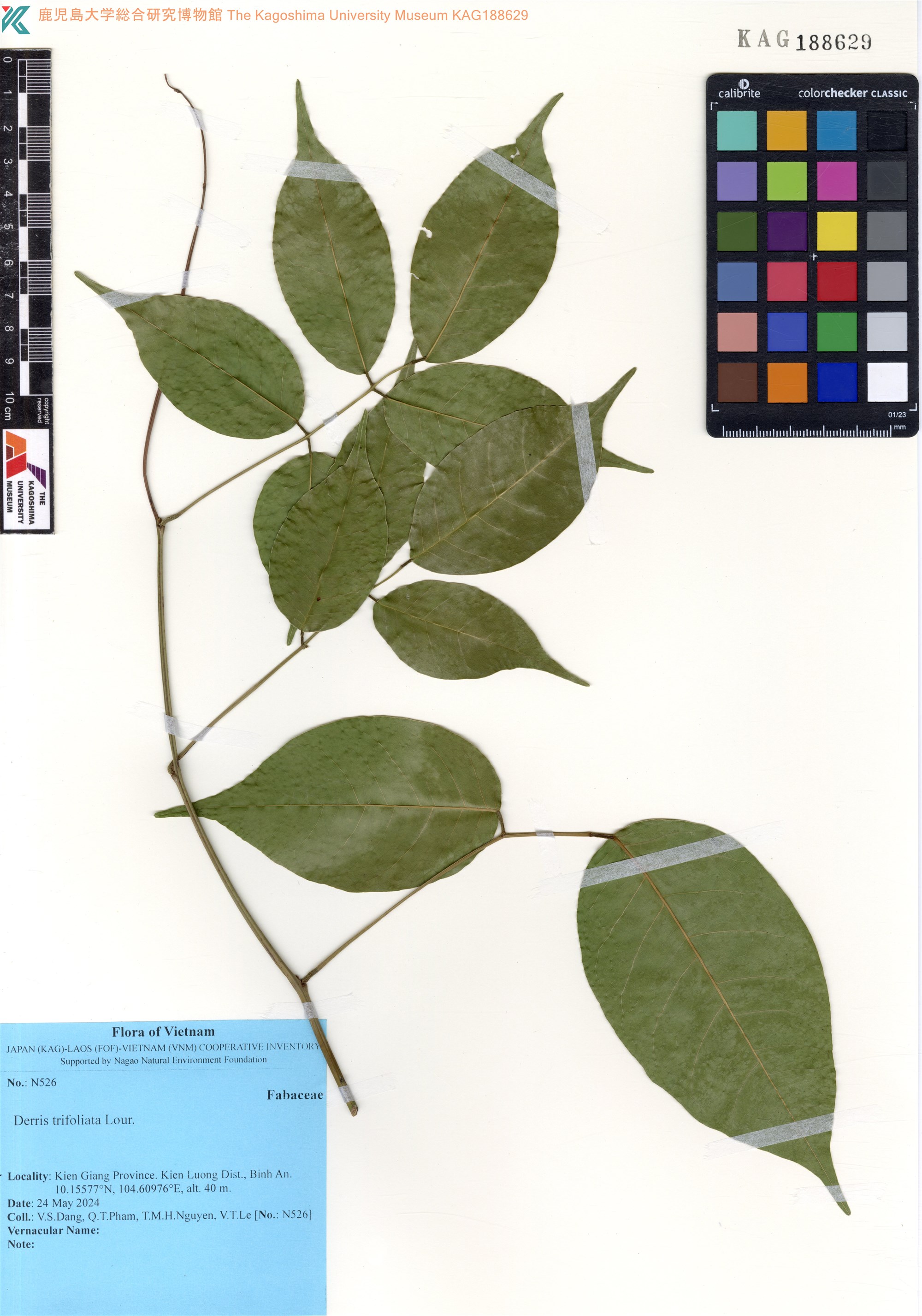 Cóc kèn (Derris trifoliata)
