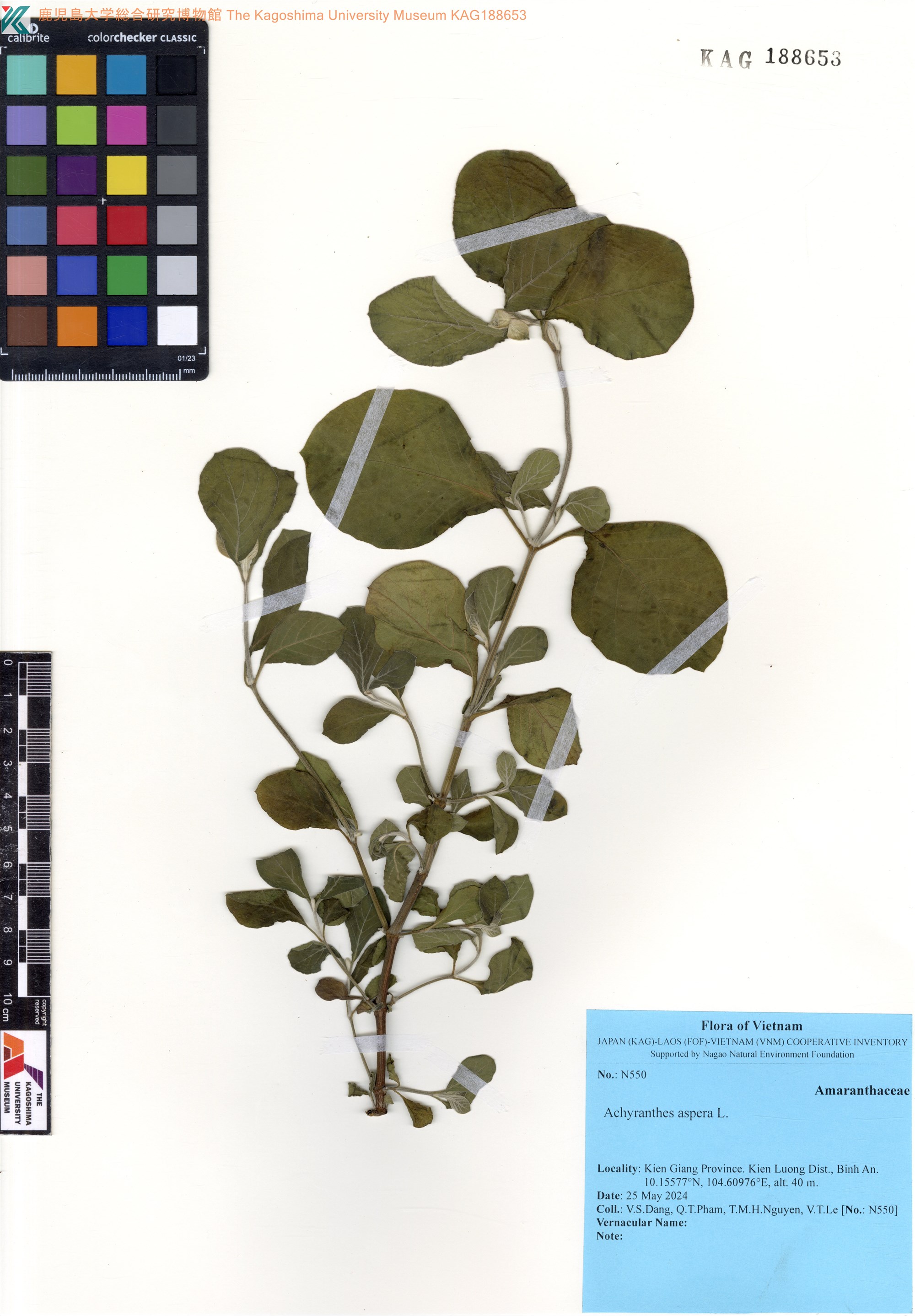 Achyranthes aspera — ảnh 2