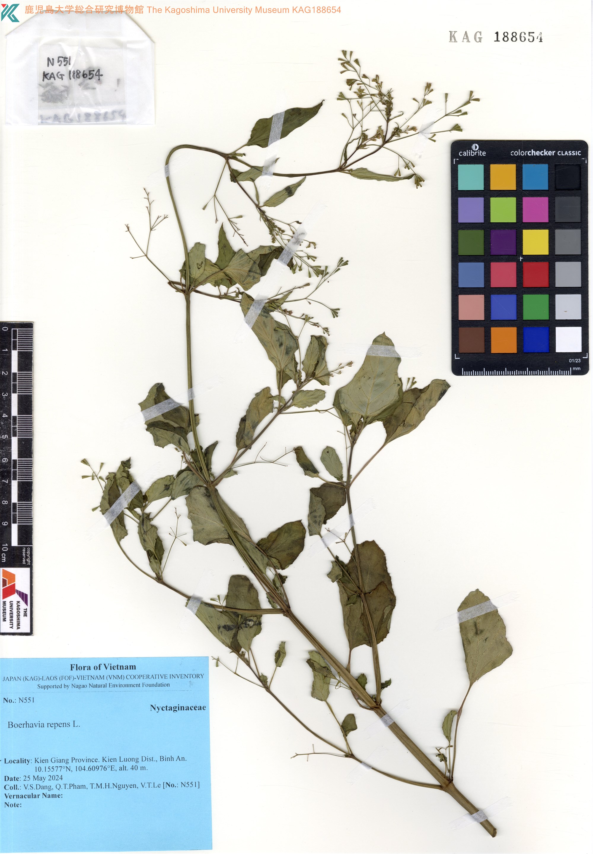 Boerhavia repens (Boerhavia repens)