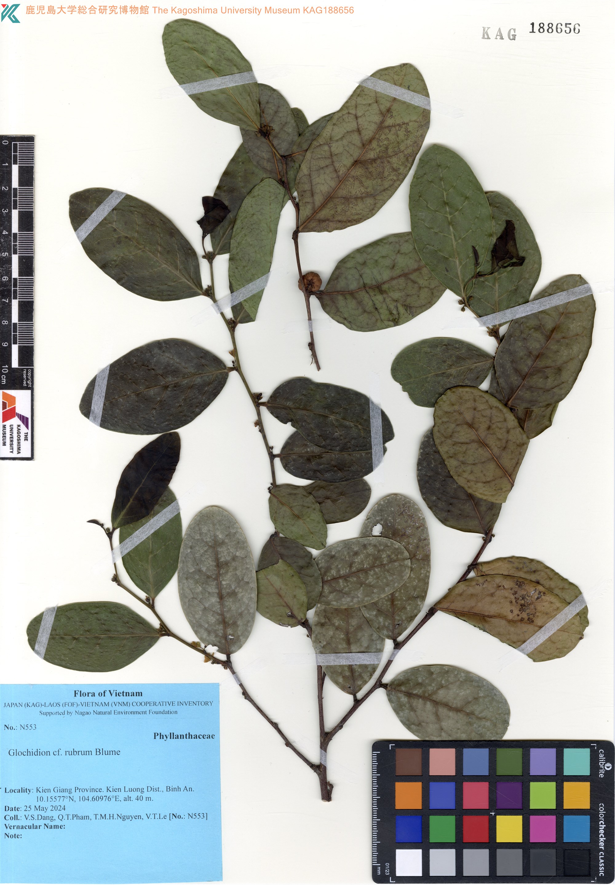 Glochidion rubrum (Glochidion rubrum)