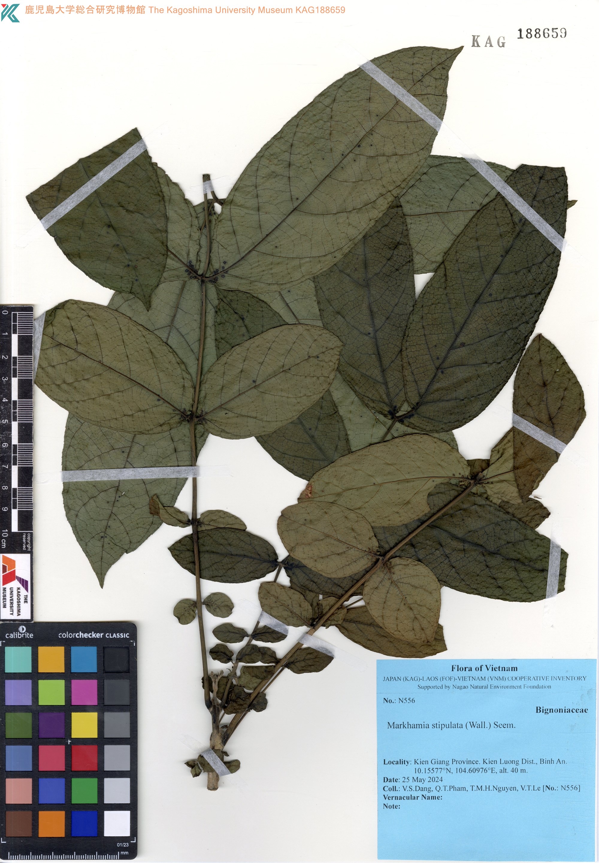 Markhamia stipulata (Markhamia stipulata)